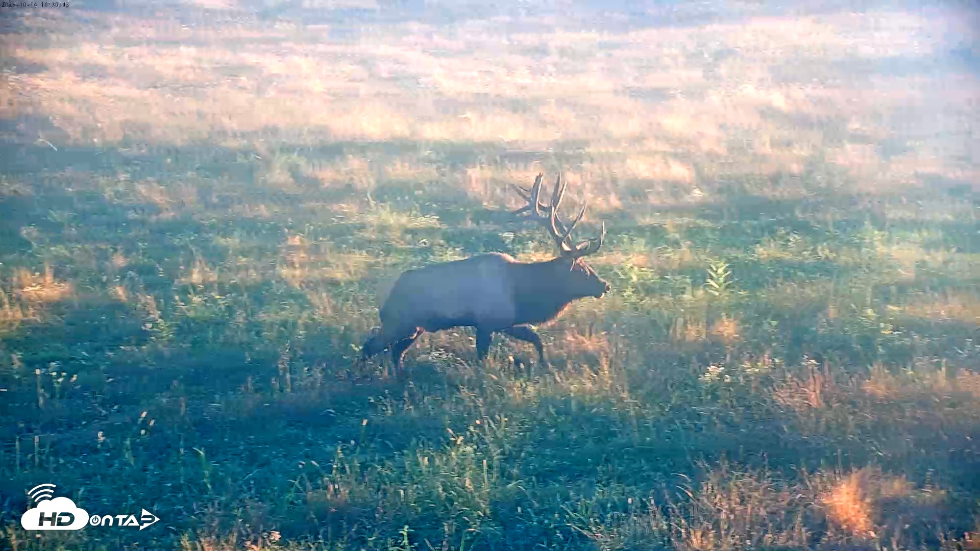 Snapshot of Tennessee Elk Live Webcam taken Oct 14, 2025, 8:06am EDT