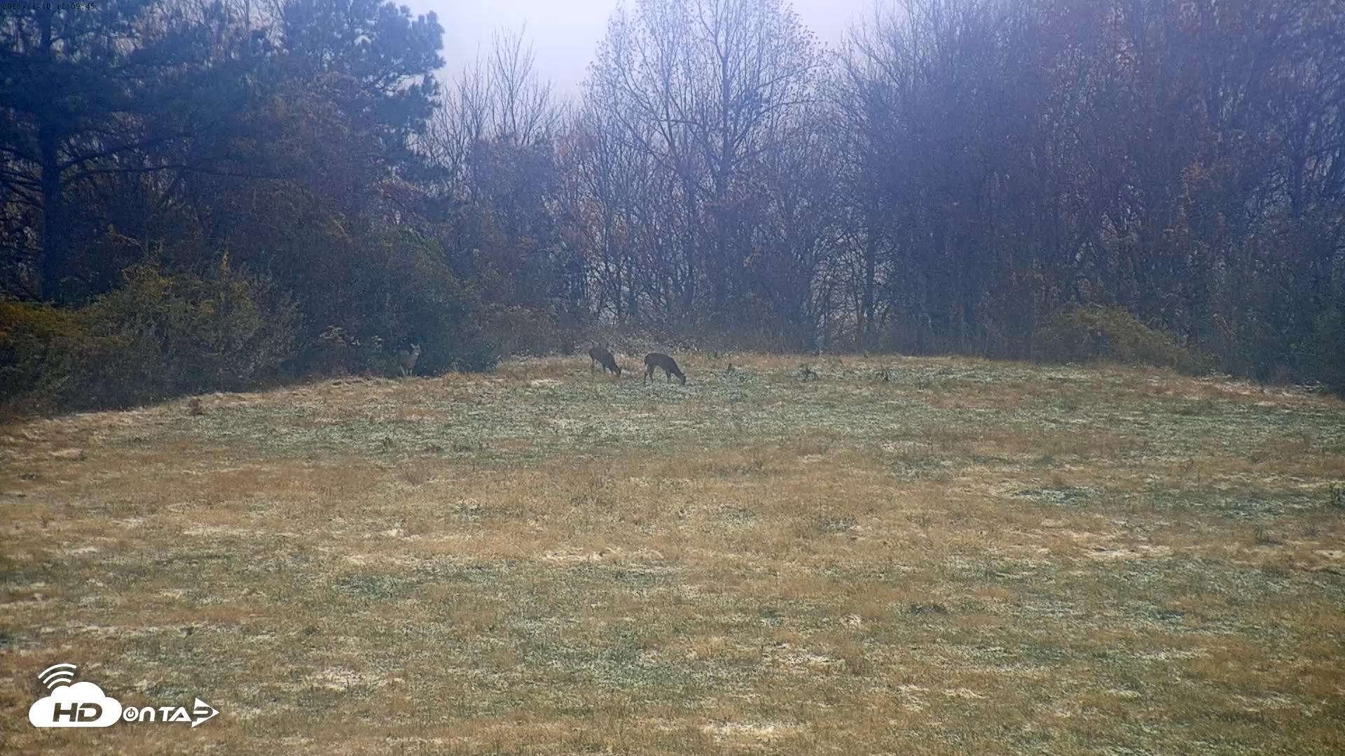 Snapshot of Tennessee Elk Live Webcam taken Nov 10, 2025, 9:45am EST