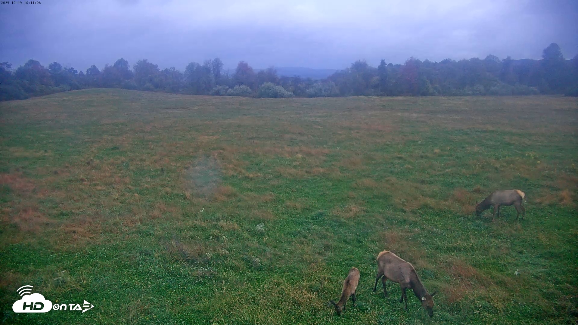 Snapshot of Tennessee Elk Live Webcam taken Oct 19, 2025, 7:48am EDT