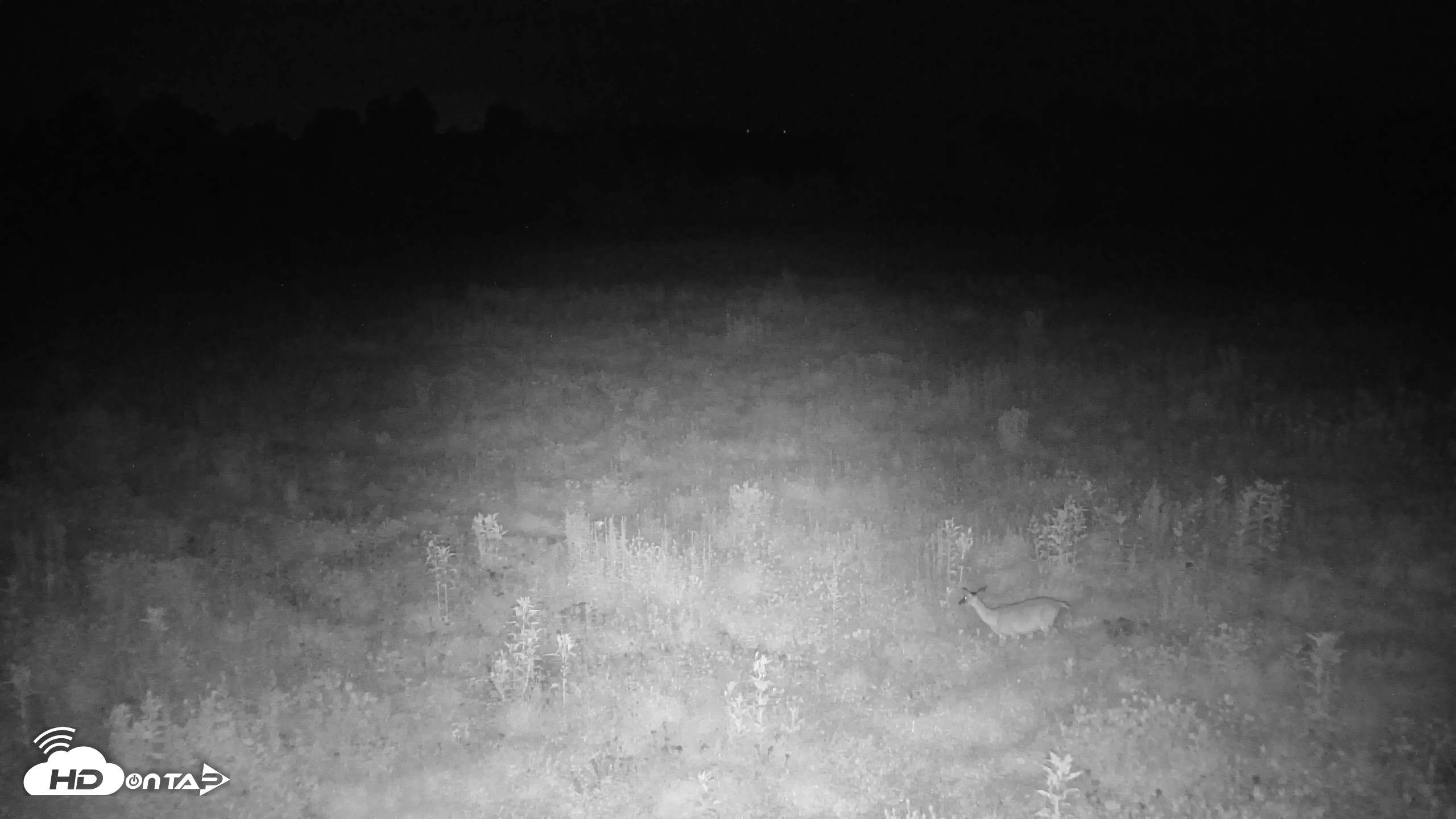 Snapshot of Tennessee Elk Live Webcam taken Aug 8, 2026, 2:52am EDT