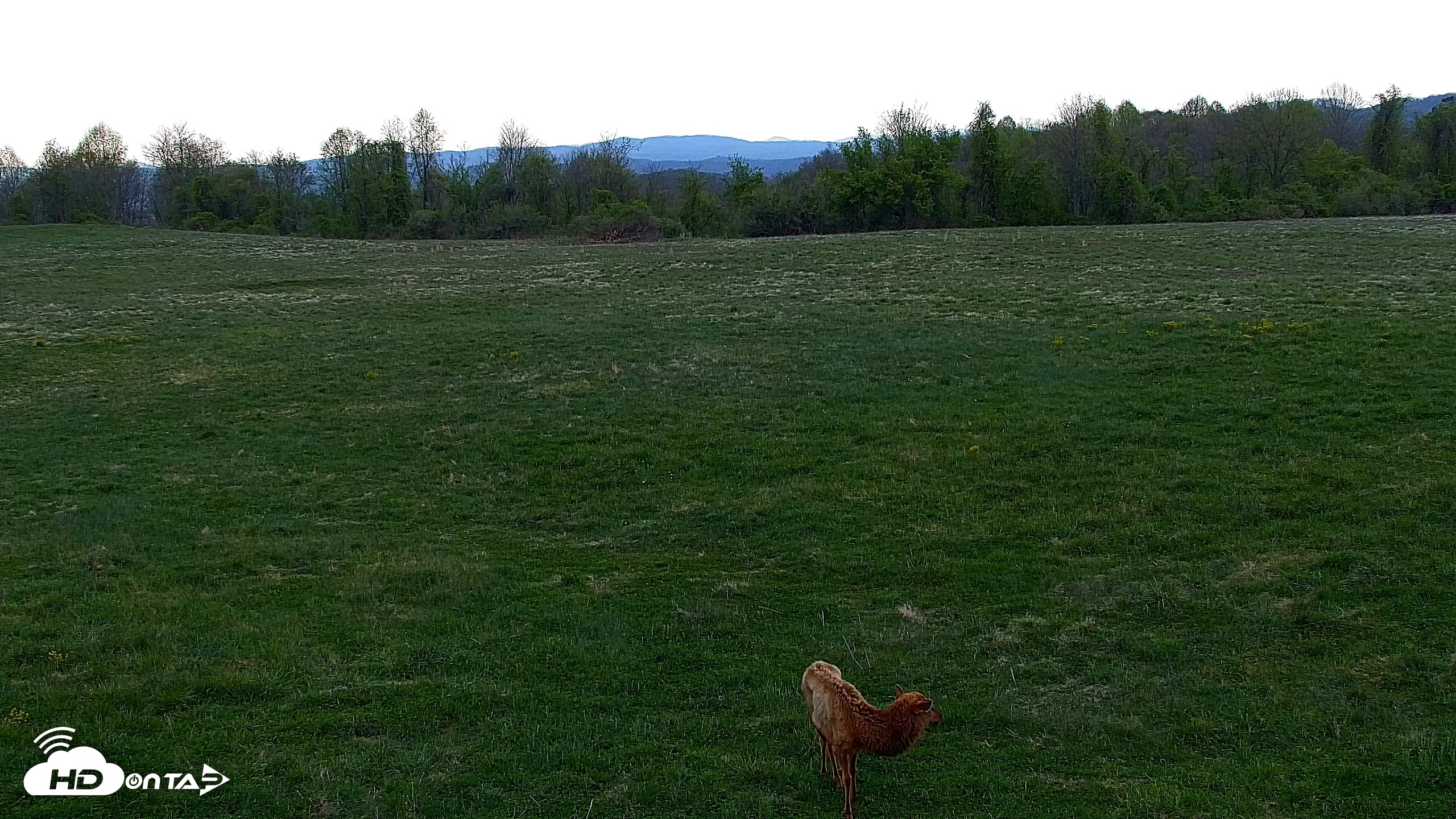 Snapshot of Tennessee Elk Live Webcam taken Apr 11, 2026, 7:15pm EDT