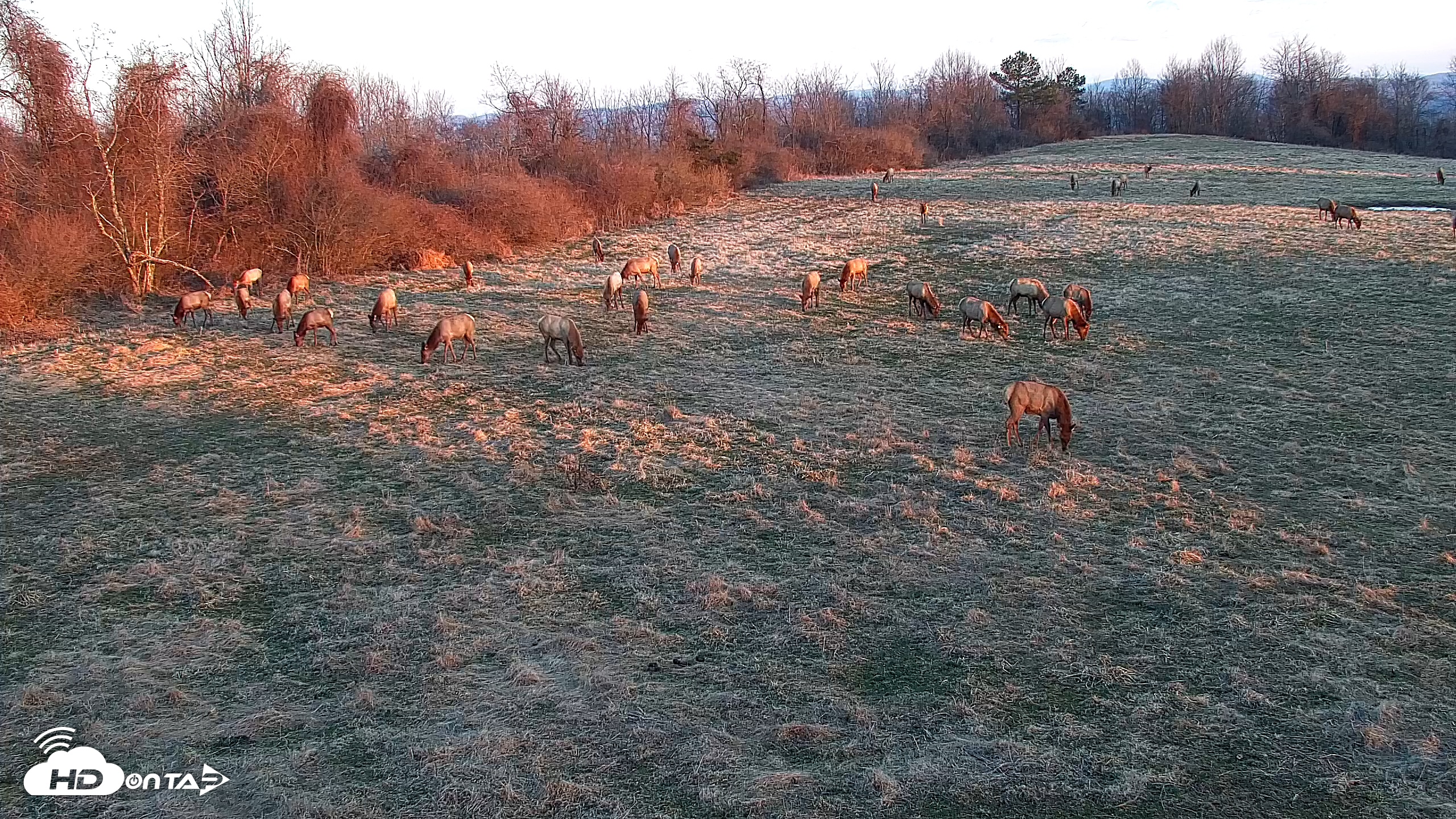 Snapshot of Tennessee Elk Live Webcam taken Feb 22, 2026, 7:31am EST