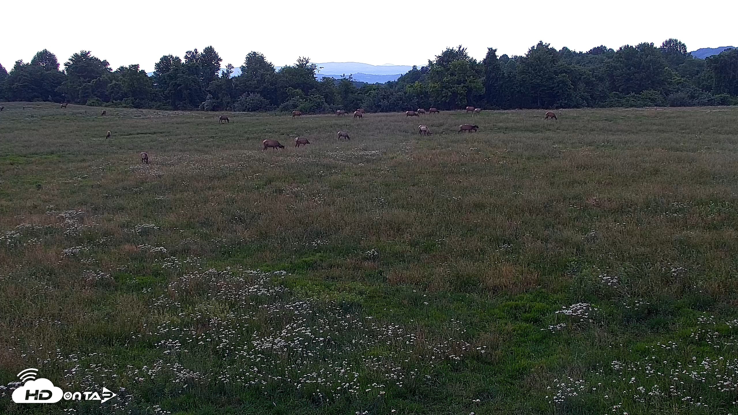 Snapshot of Tennessee Elk Live Webcam taken May 31, 2026, 8:07pm EDT