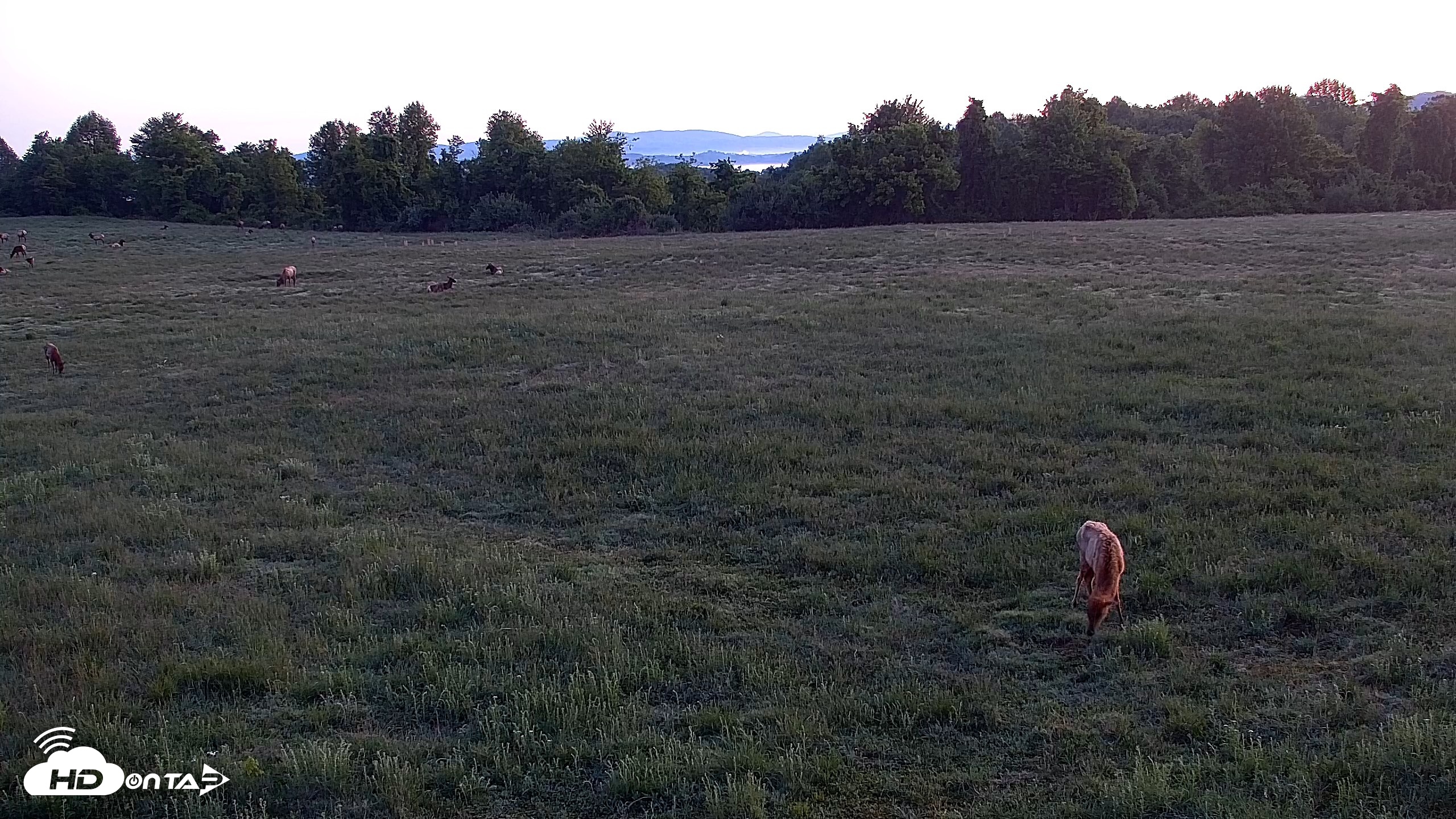 Snapshot of Tennessee Elk Live Webcam taken May 3, 2026, 6:30am EDT