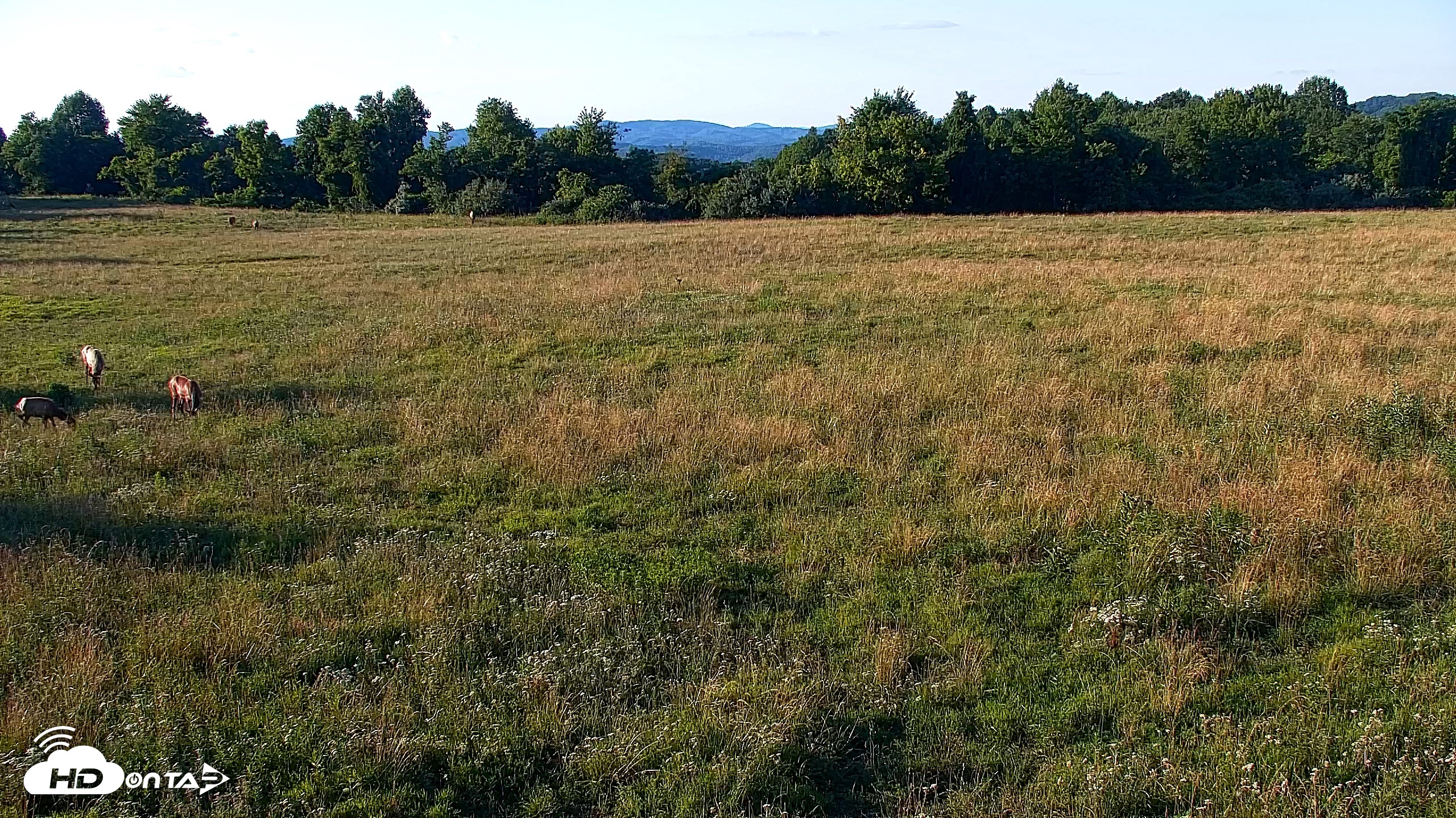 Snapshot of Tennessee Elk Live Webcam taken Jun 23, 2026, 7:42pm EDT