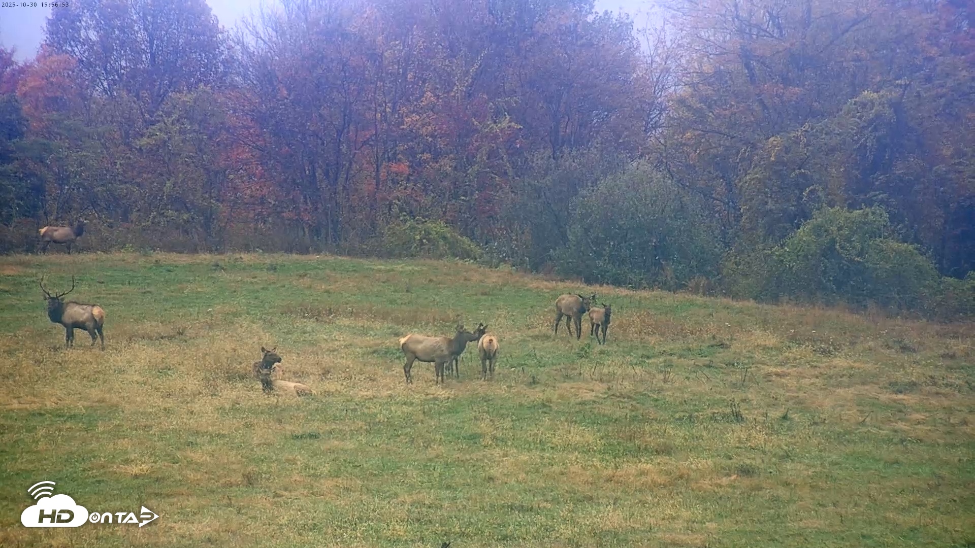 Snapshot of Tennessee Elk Live Webcam taken Oct 30, 2025, 1:33pm EDT