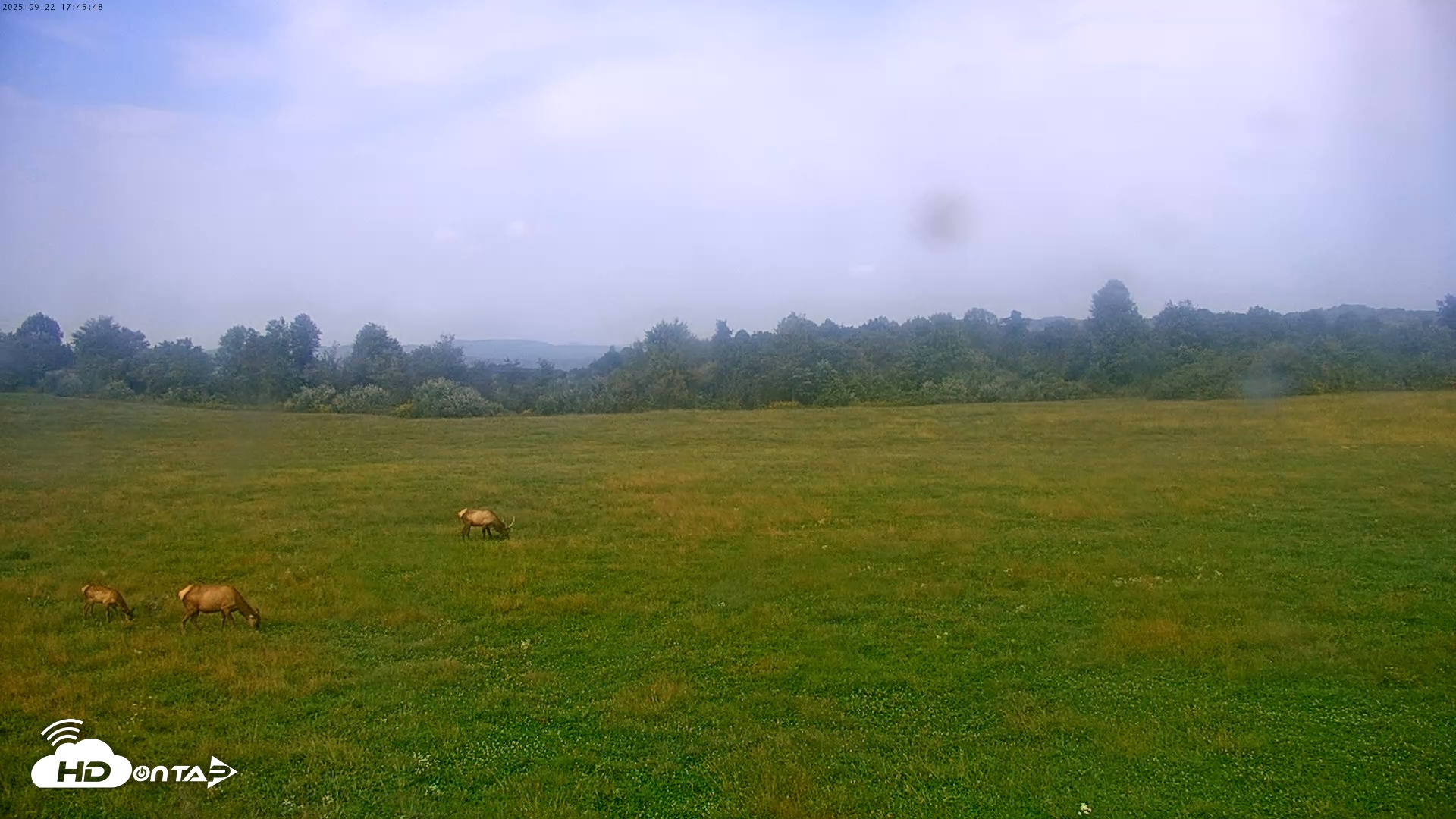 Snapshot of Tennessee Elk Live Webcam taken Sep 22, 2025, 3:21pm EDT