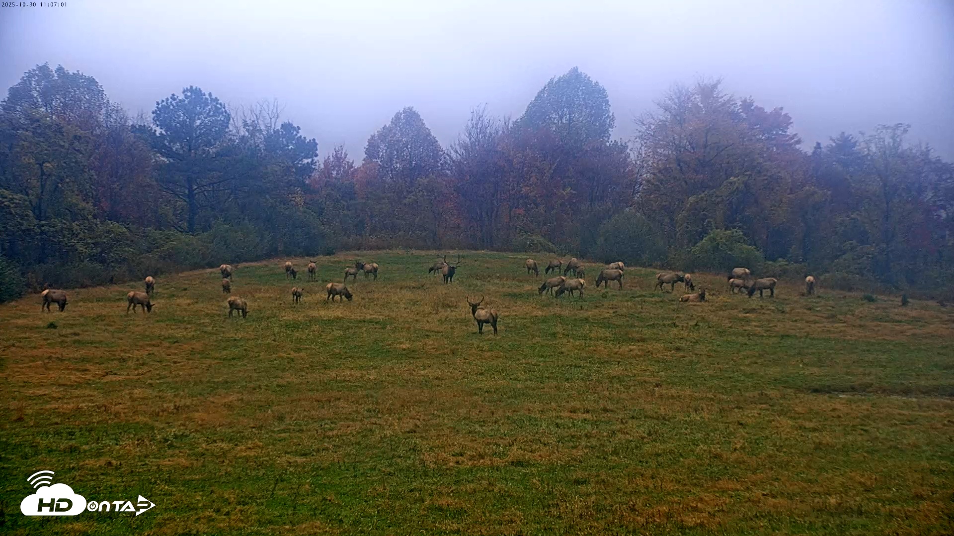 Snapshot of Tennessee Elk Live Webcam taken Oct 30, 2025, 8:43am EDT