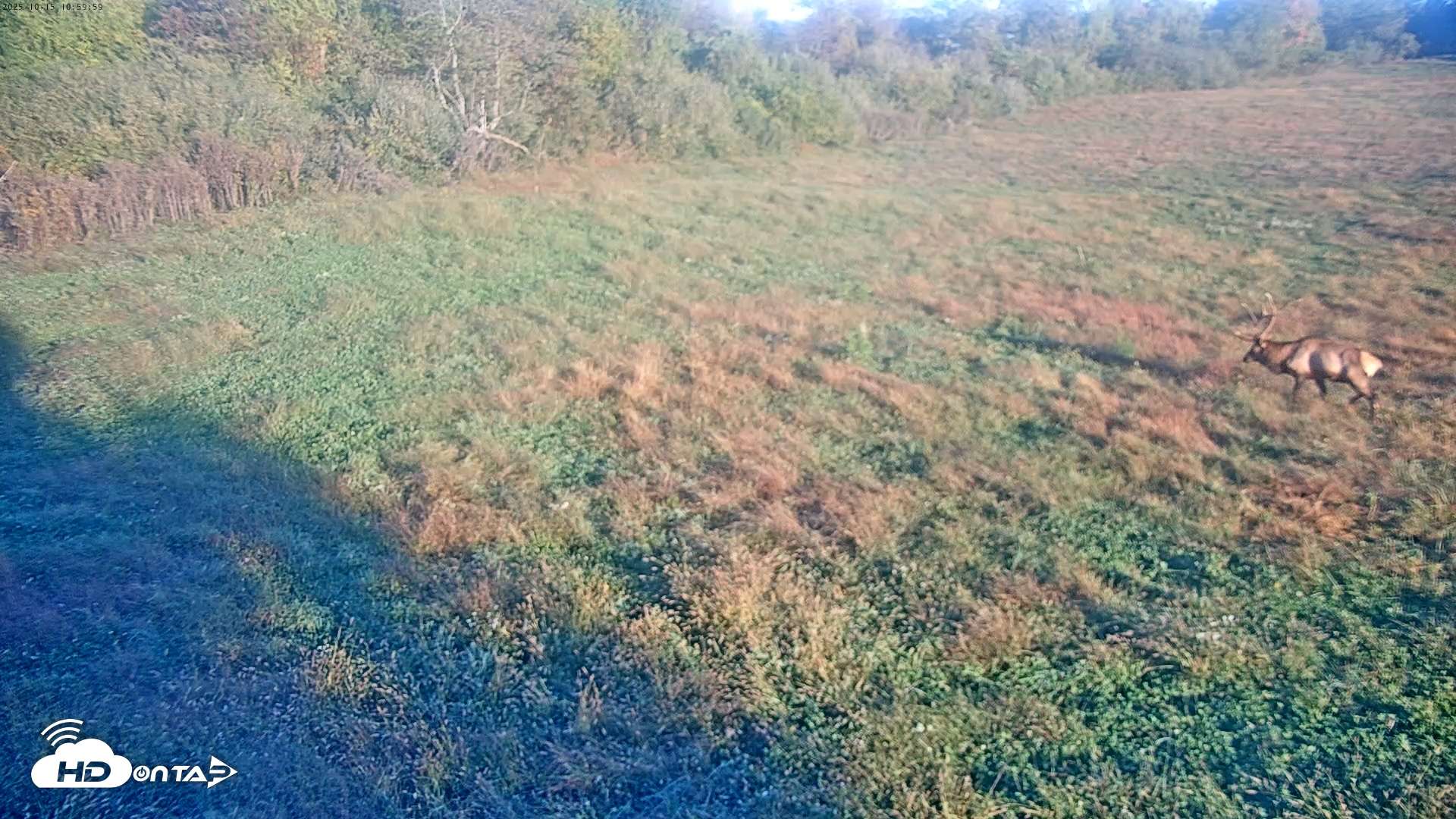 Snapshot of Tennessee Elk Live Webcam taken Oct 15, 2025, 8:36am EDT