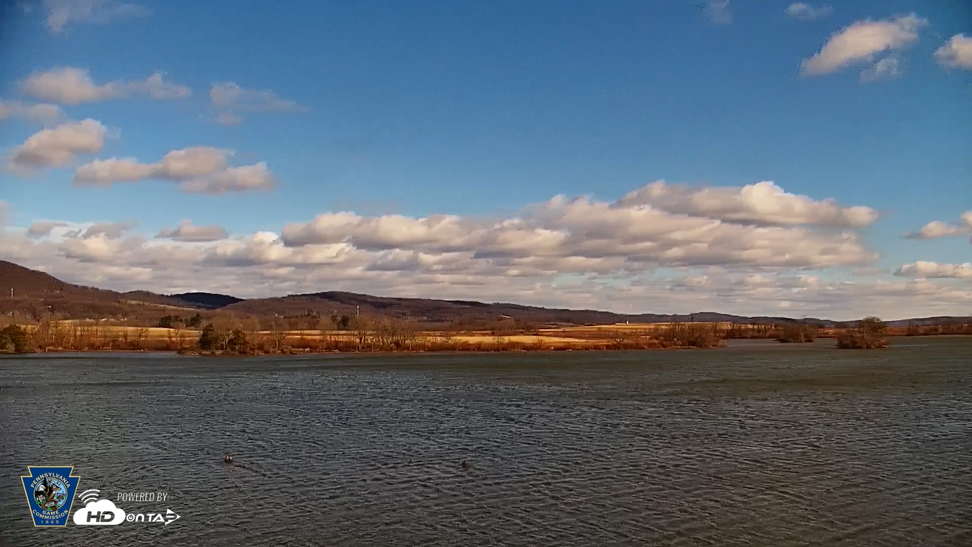Snapshot of Pennsylvania Snow Geese Live Webcam taken Nov 28, 2025, 12:16pm EST