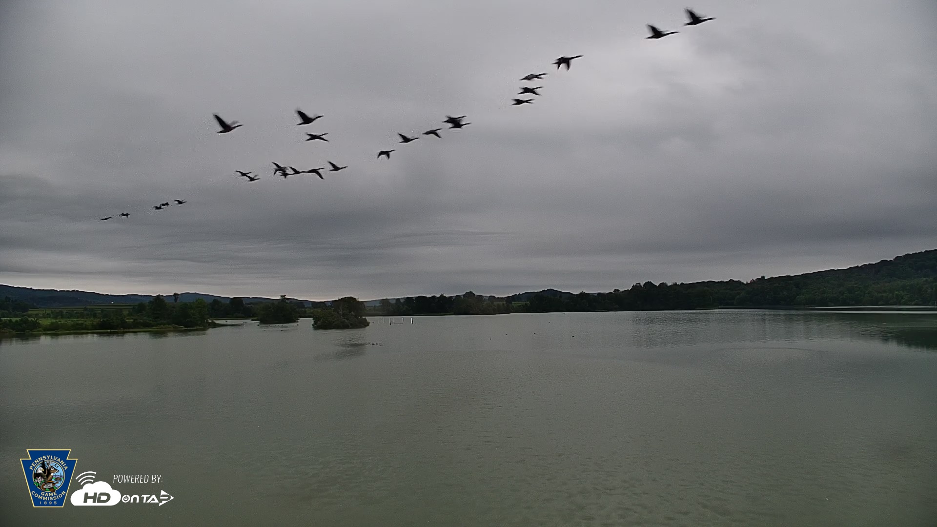 Snapshot of Pennsylvania Snow Geese Live Webcam taken Aug 30, 2026, 7:00am EDT