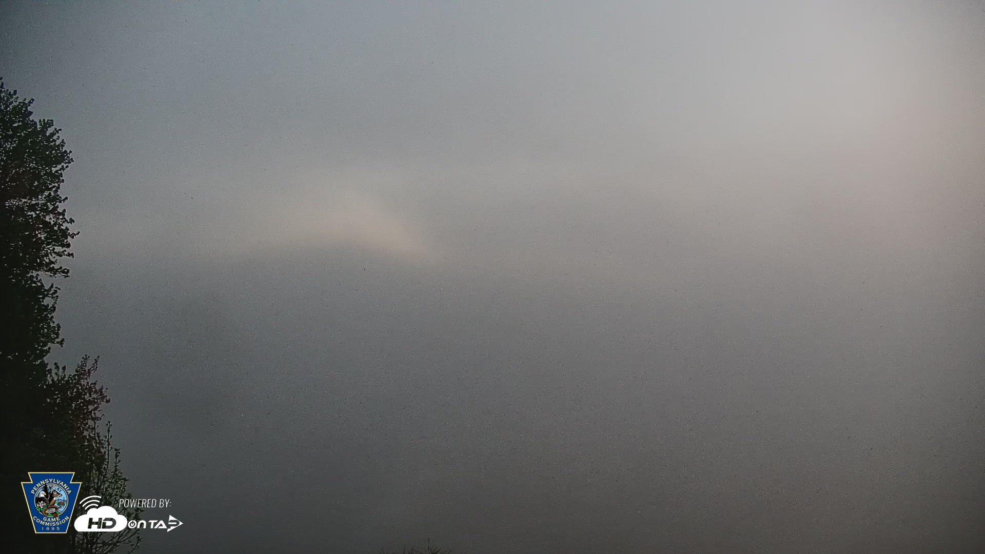 Snapshot of Pennsylvania Snow Geese Live Webcam taken Apr 27, 2026, 5:48am EDT