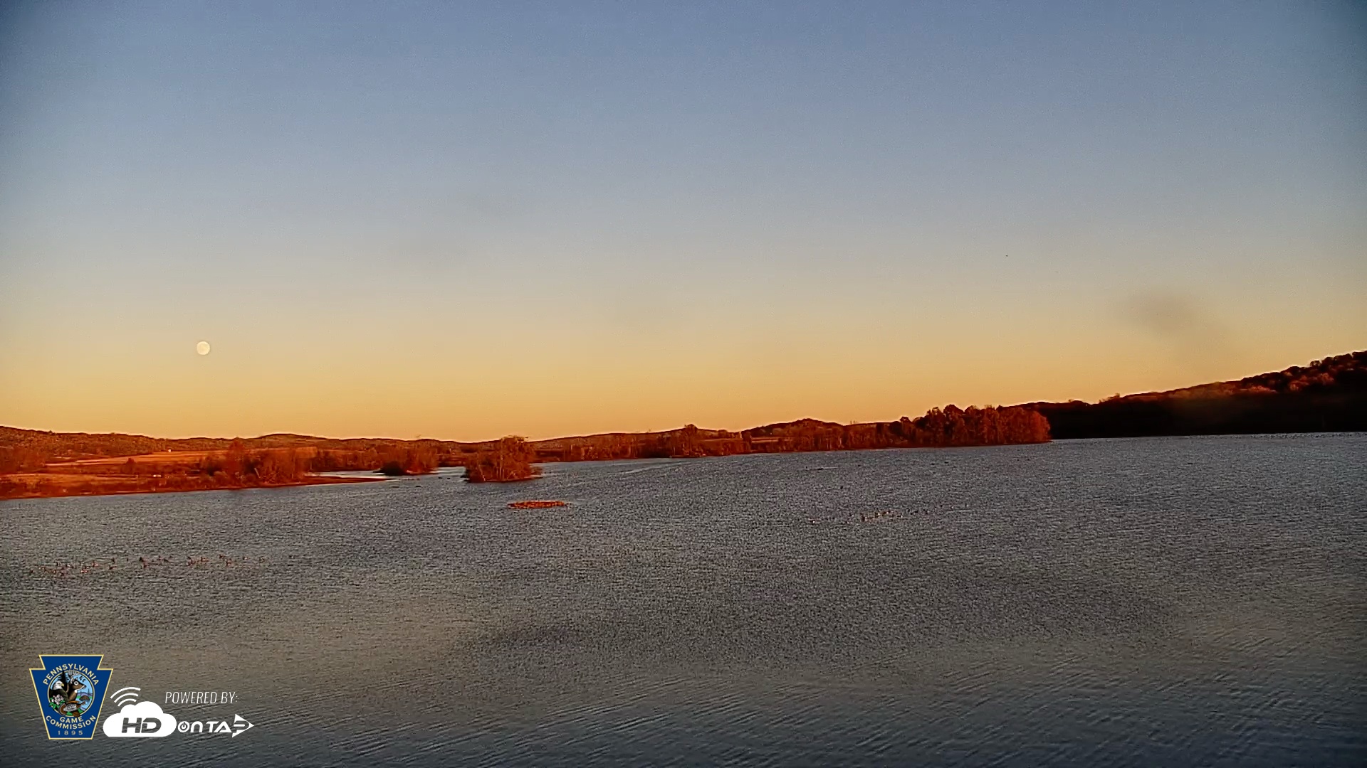 Snapshot of Pennsylvania Snow Geese Live Webcam taken Nov 4, 2025, 4:41pm EST