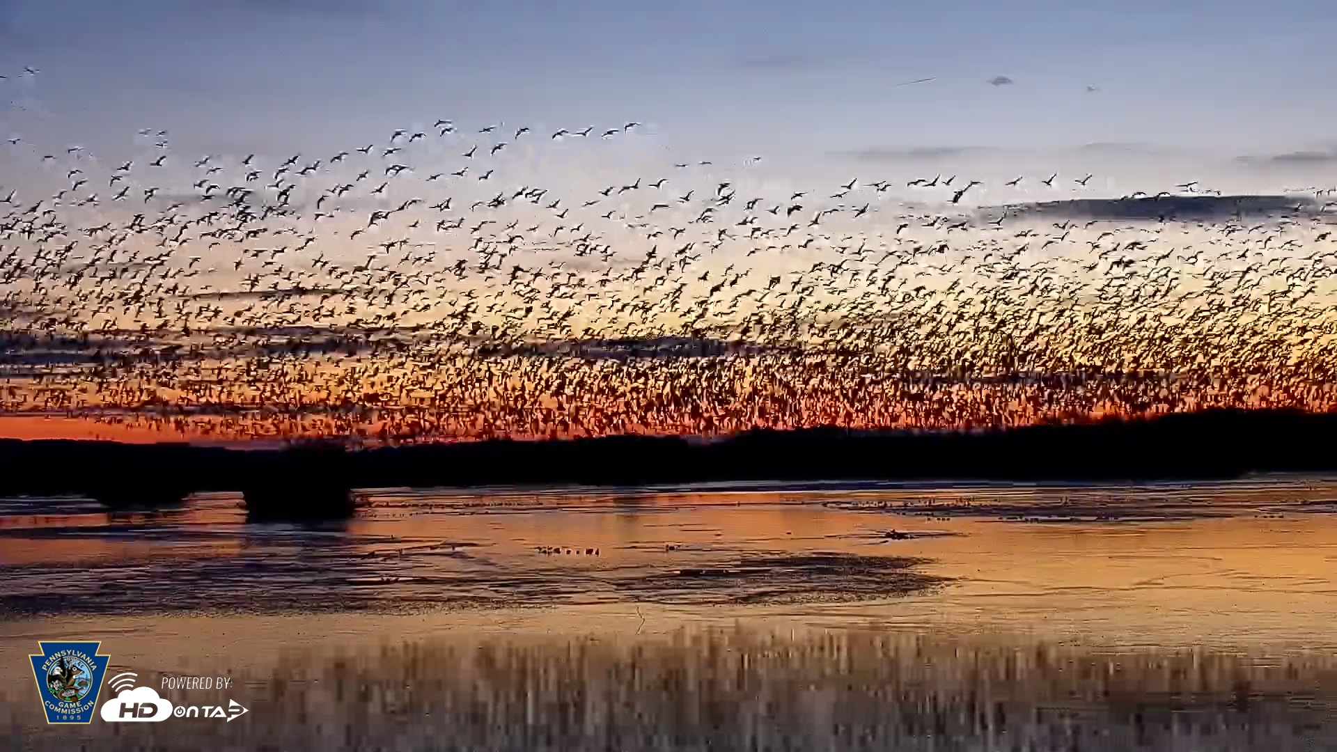 Snapshot of Pennsylvania Snow Geese Live Webcam taken Feb 20, 2025, 6:41am EST