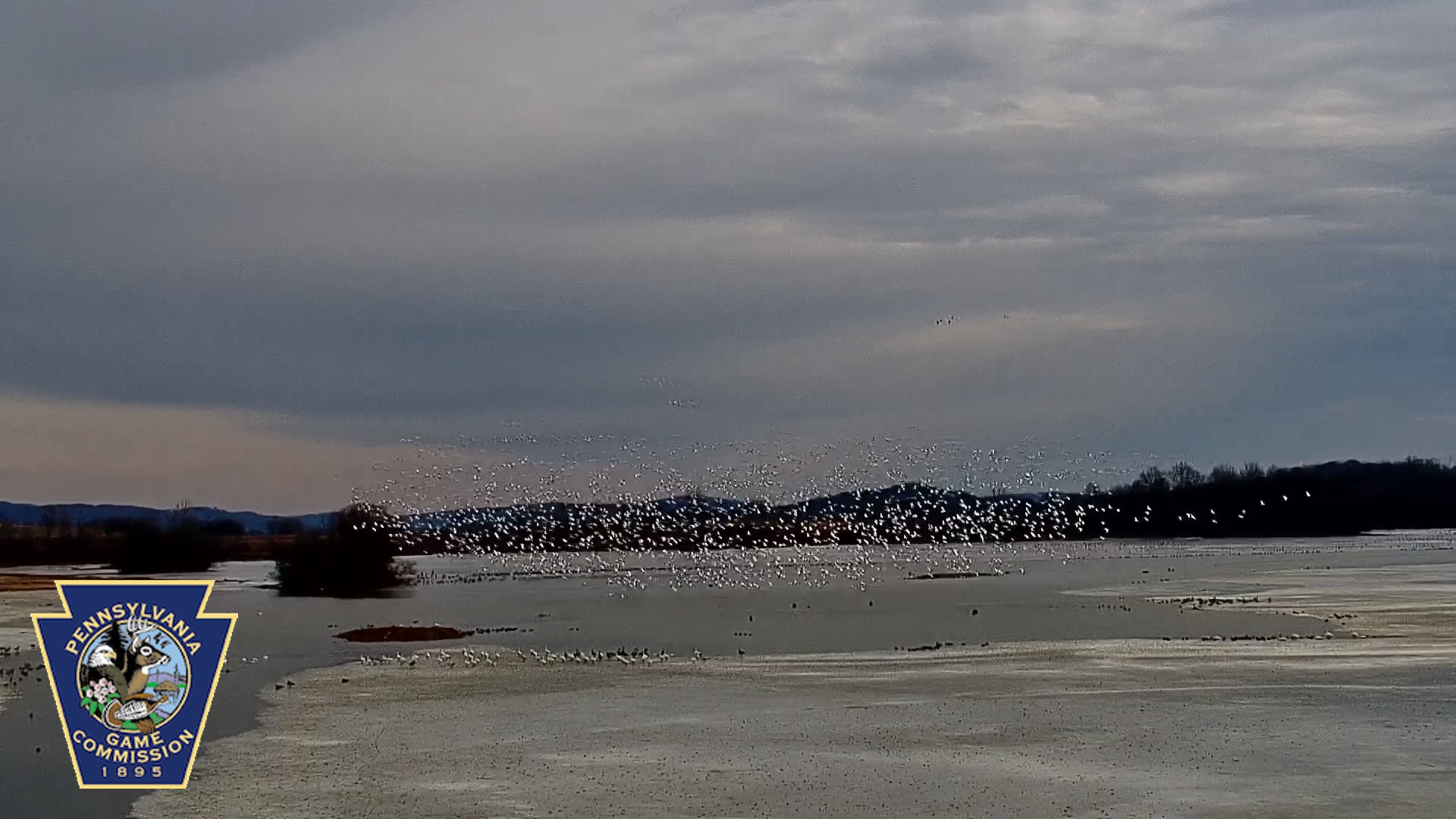 Snapshot of Pennsylvania Snow Geese Live Webcam taken Feb 5, 2025, 10:38am EST