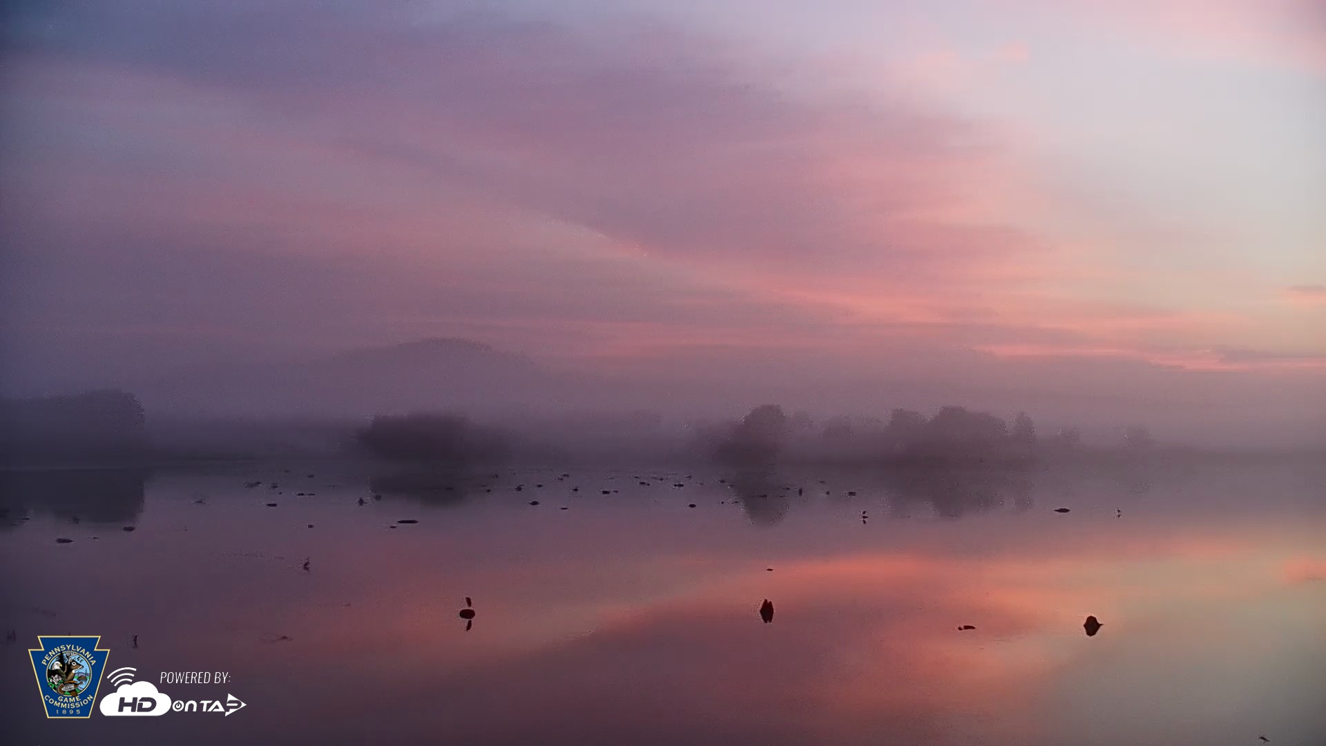 Snapshot of Pennsylvania Snow Geese Live Webcam taken Aug 9, 2026, 5:59am EDT