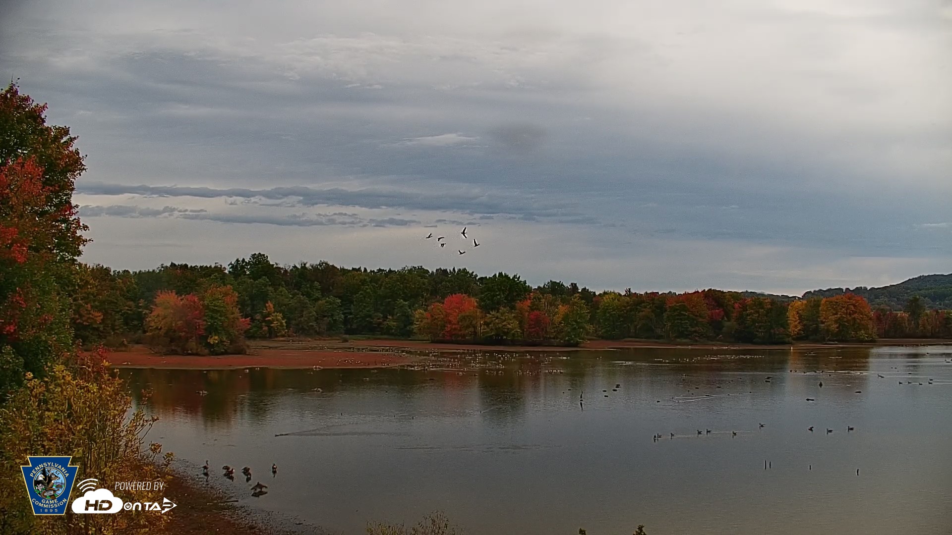 Snapshot of Pennsylvania Snow Geese Live Webcam taken Oct 14, 2026, 11:41am EDT