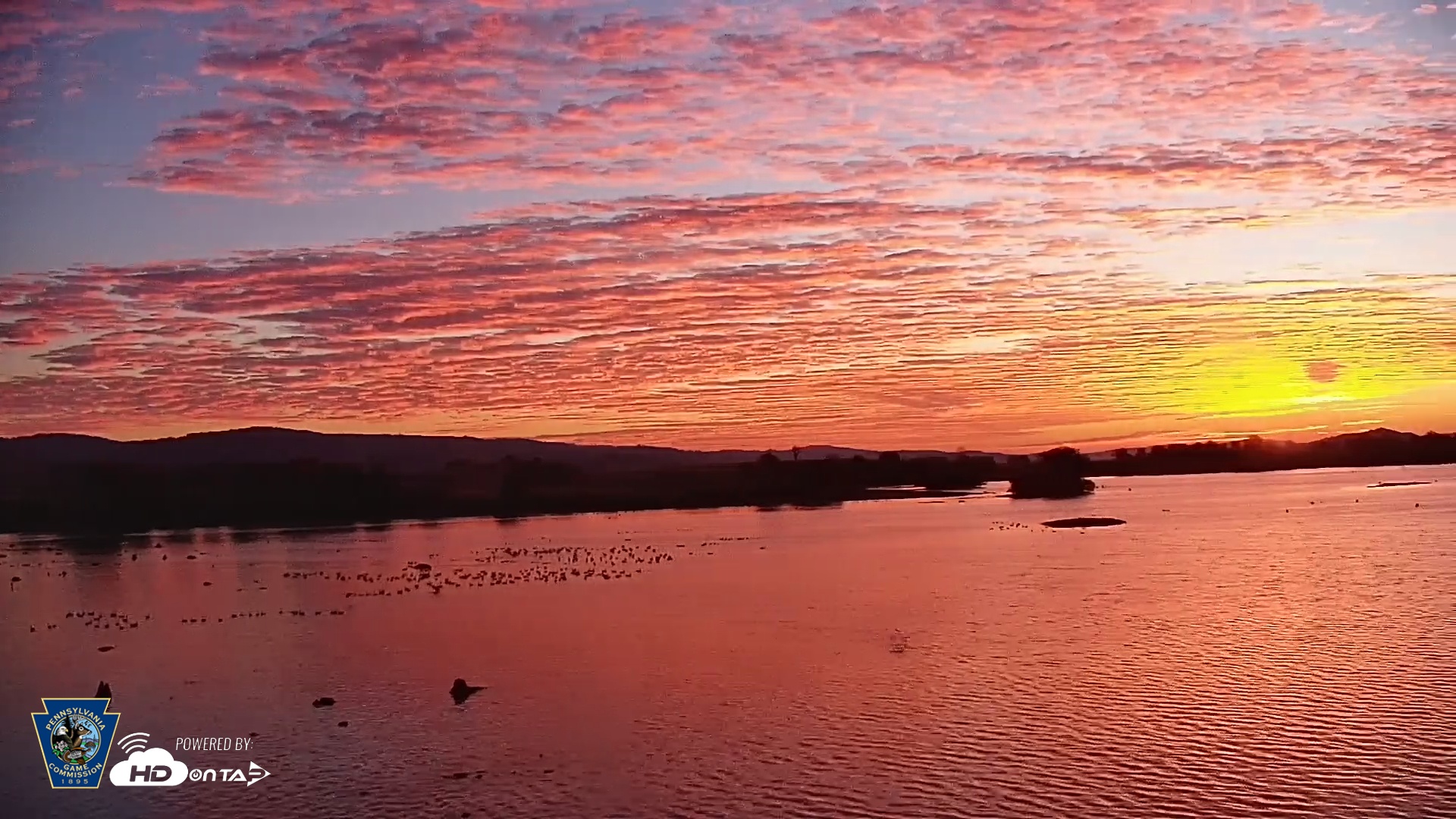 Snapshot of Pennsylvania Snow Geese Live Webcam taken Oct 7, 2025, 6:59am EDT