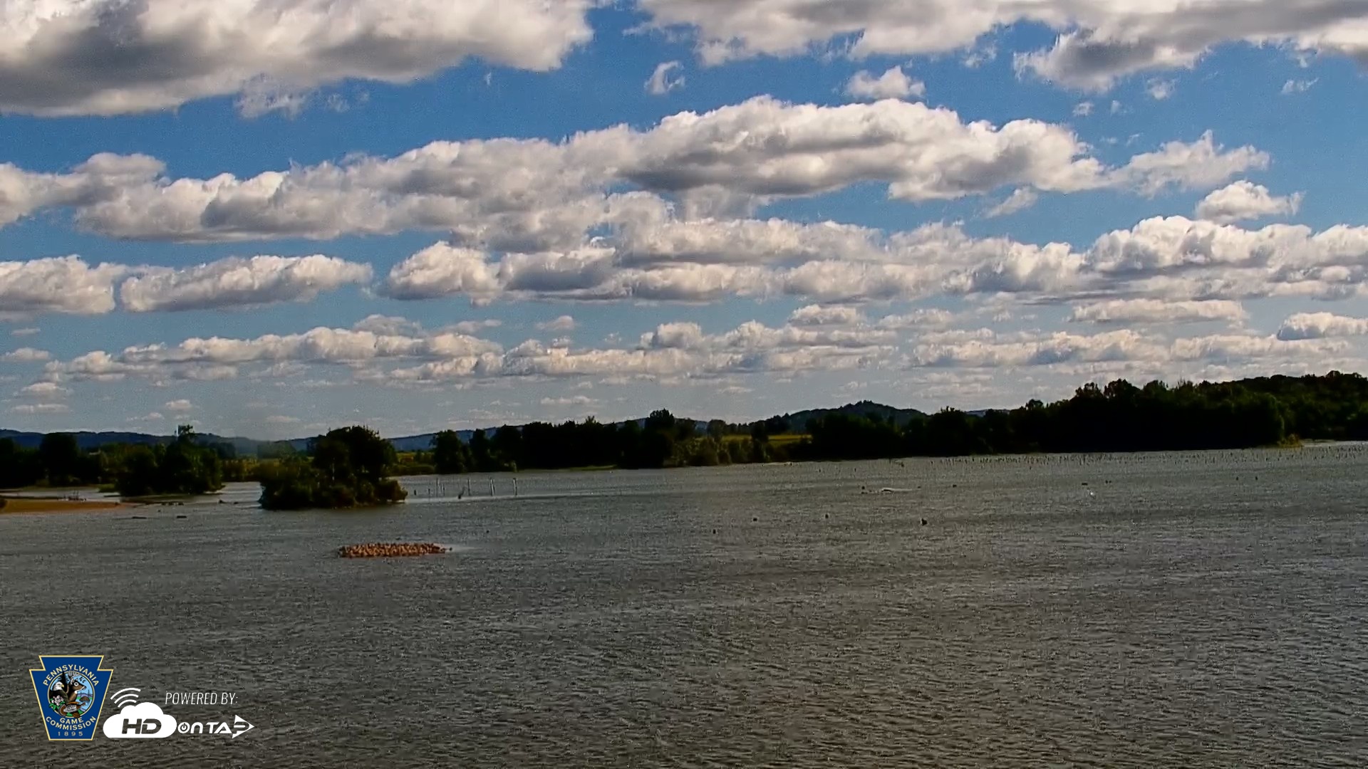 Snapshot of Pennsylvania Snow Geese Live Webcam taken Sep 14, 2026, 11:55am EDT