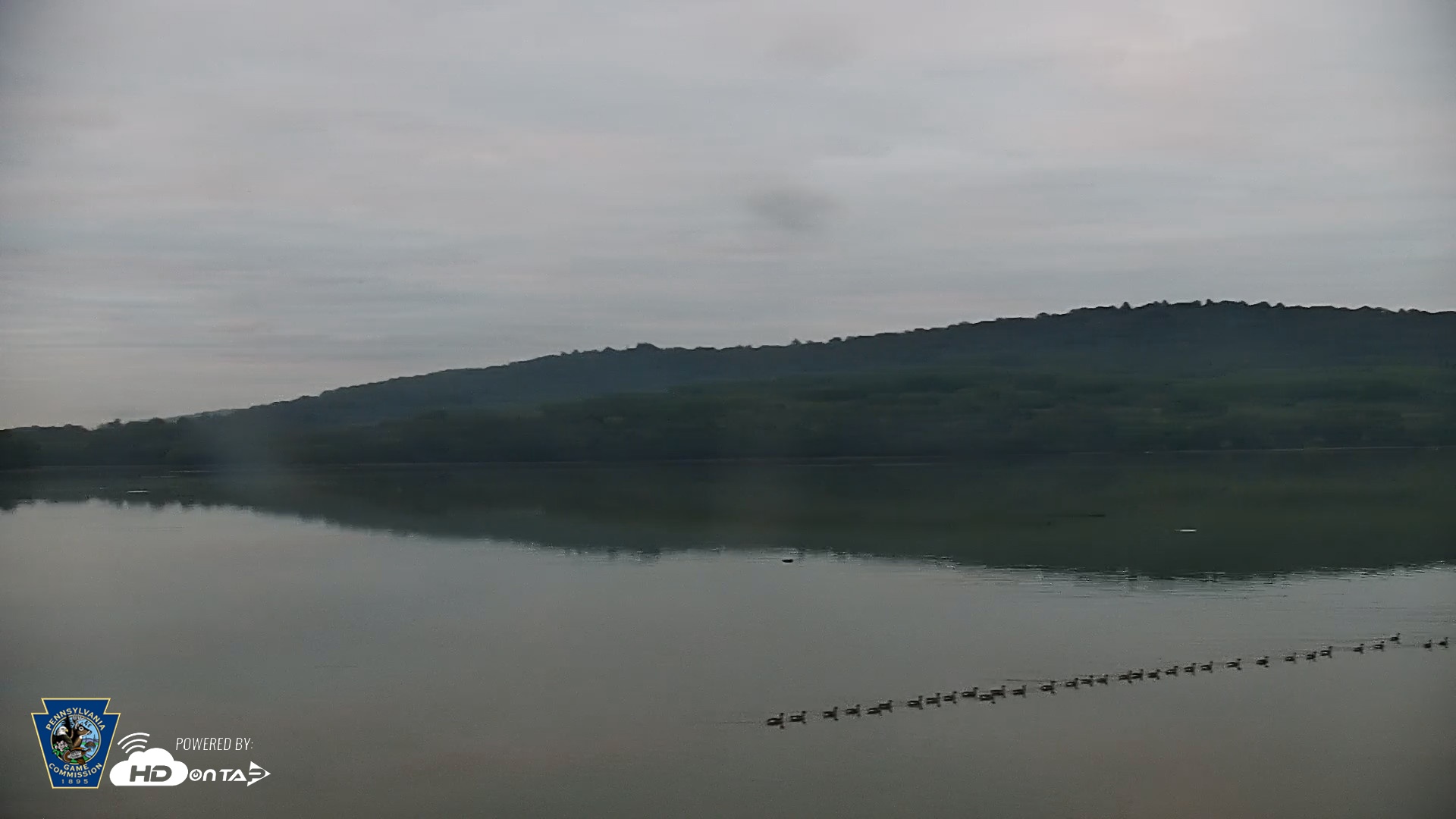 Snapshot of Pennsylvania Snow Geese Live Webcam taken Sep 30, 2026, 7:07am EDT