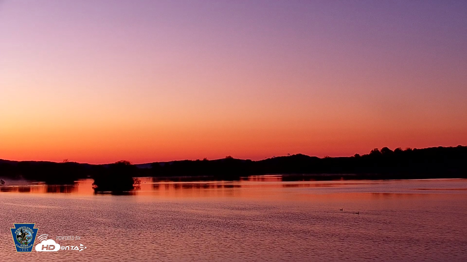 Snapshot of Pennsylvania Snow Geese Live Webcam taken May 1, 2026, 5:53am EDT