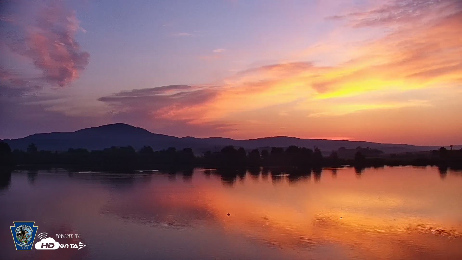 Snapshot of Pennsylvania Snow Geese Live Webcam taken May 19, 2026, 5:41am EDT