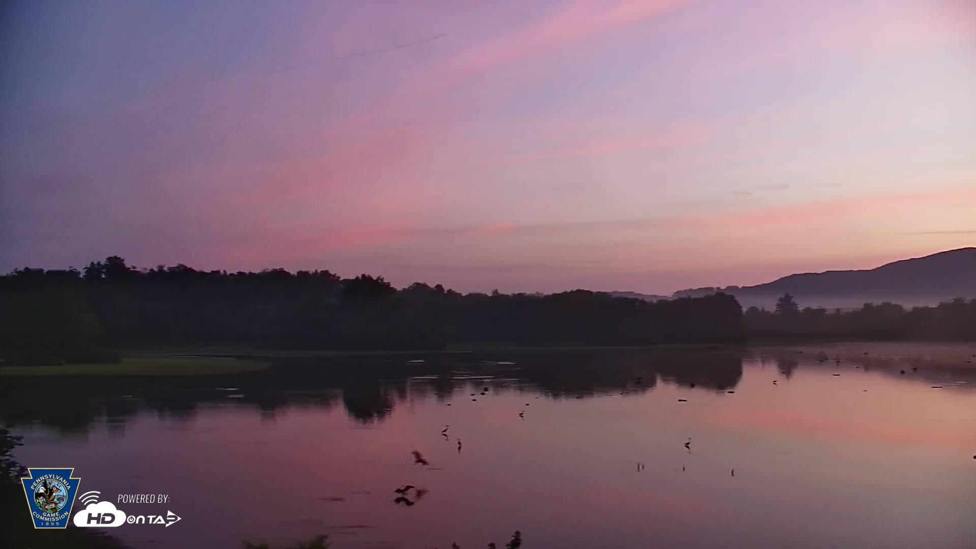 Snapshot of Pennsylvania Snow Geese Live Webcam taken Aug 1, 2026, 5:50am EDT