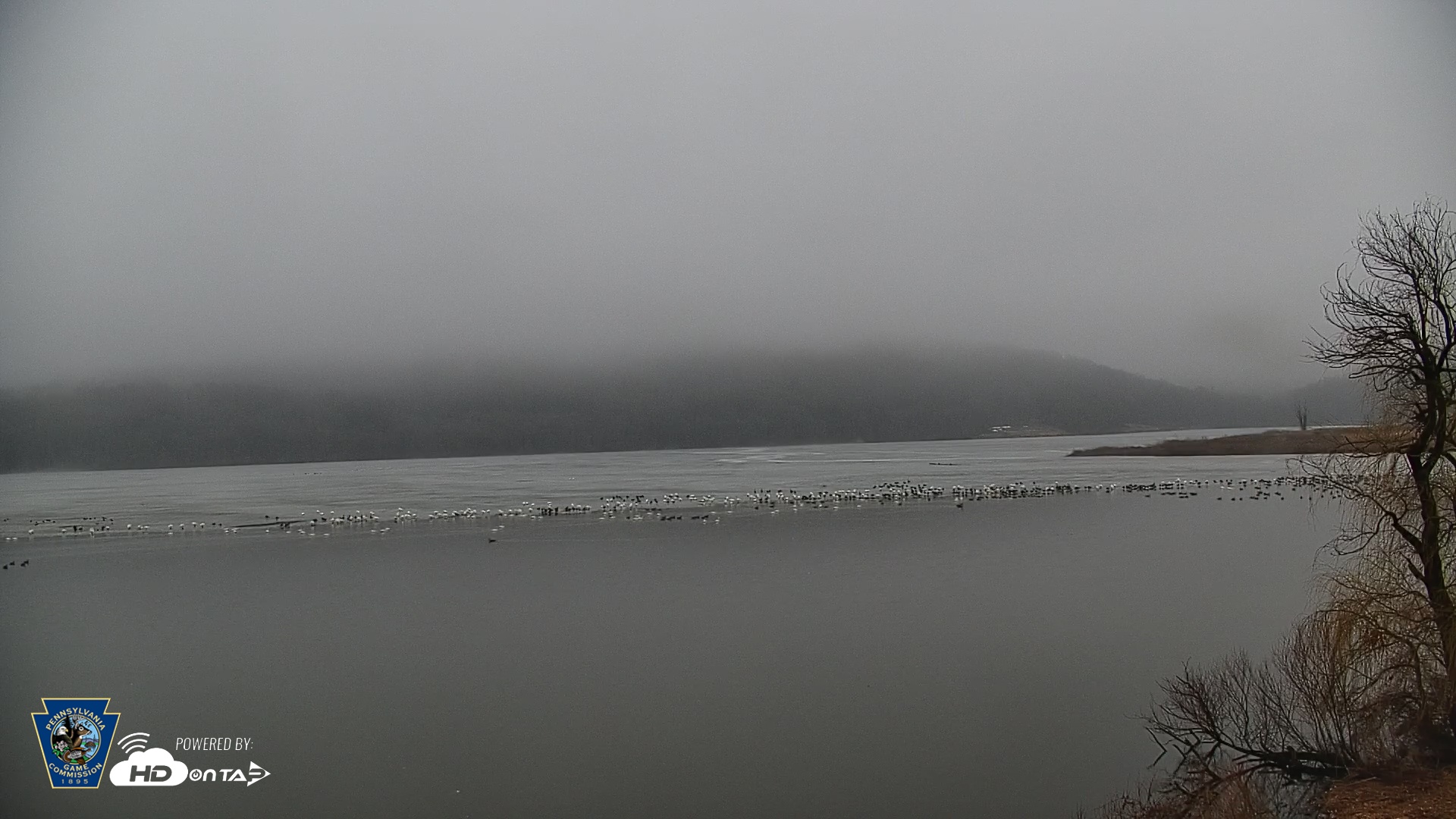 Snapshot of Pennsylvania Snow Geese Live Webcam taken Mar 7, 2026, 5:37pm EST
