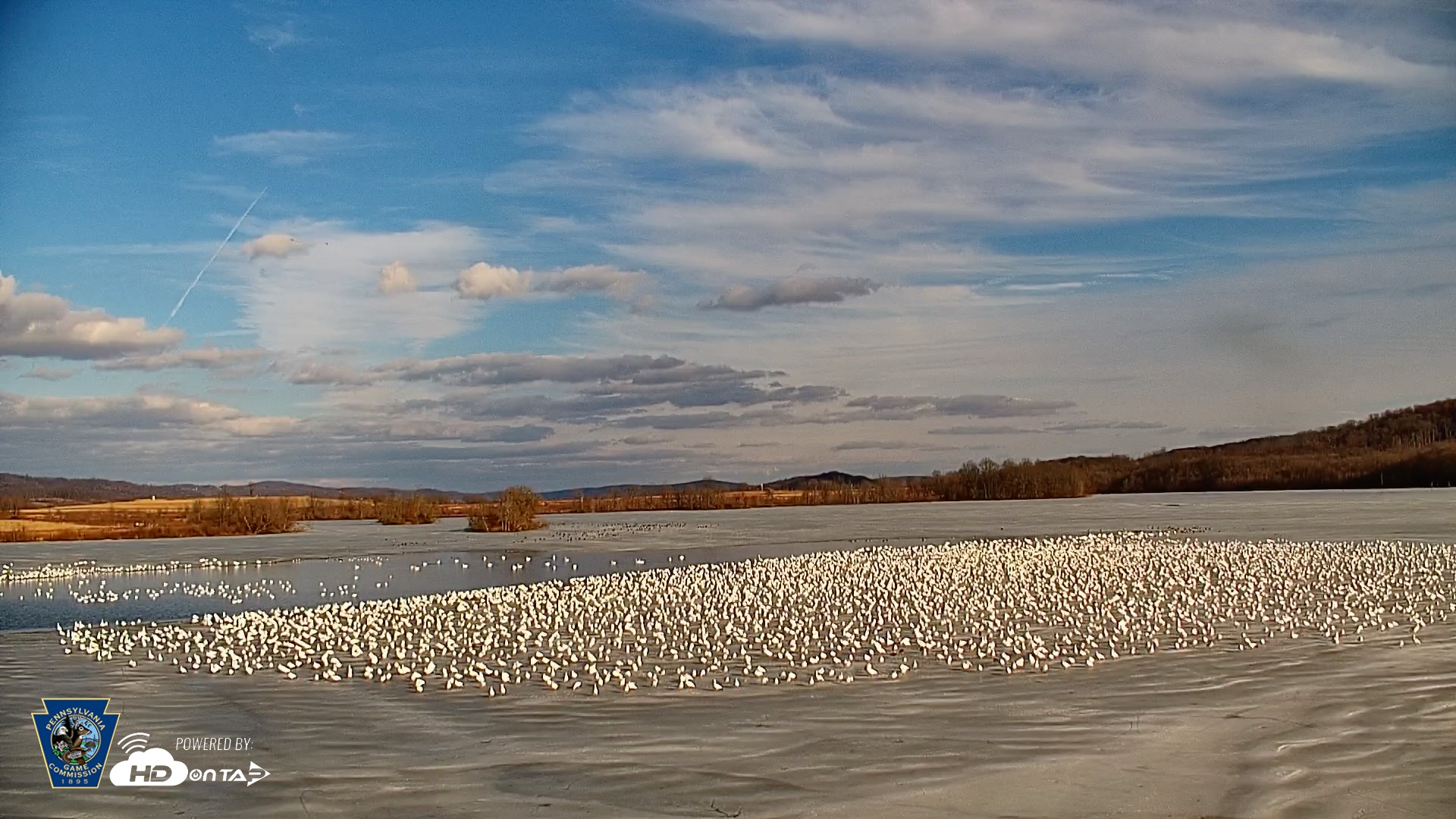 Snapshot of Pennsylvania Snow Geese Live Webcam taken Feb 21, 2026, 4:10pm EST