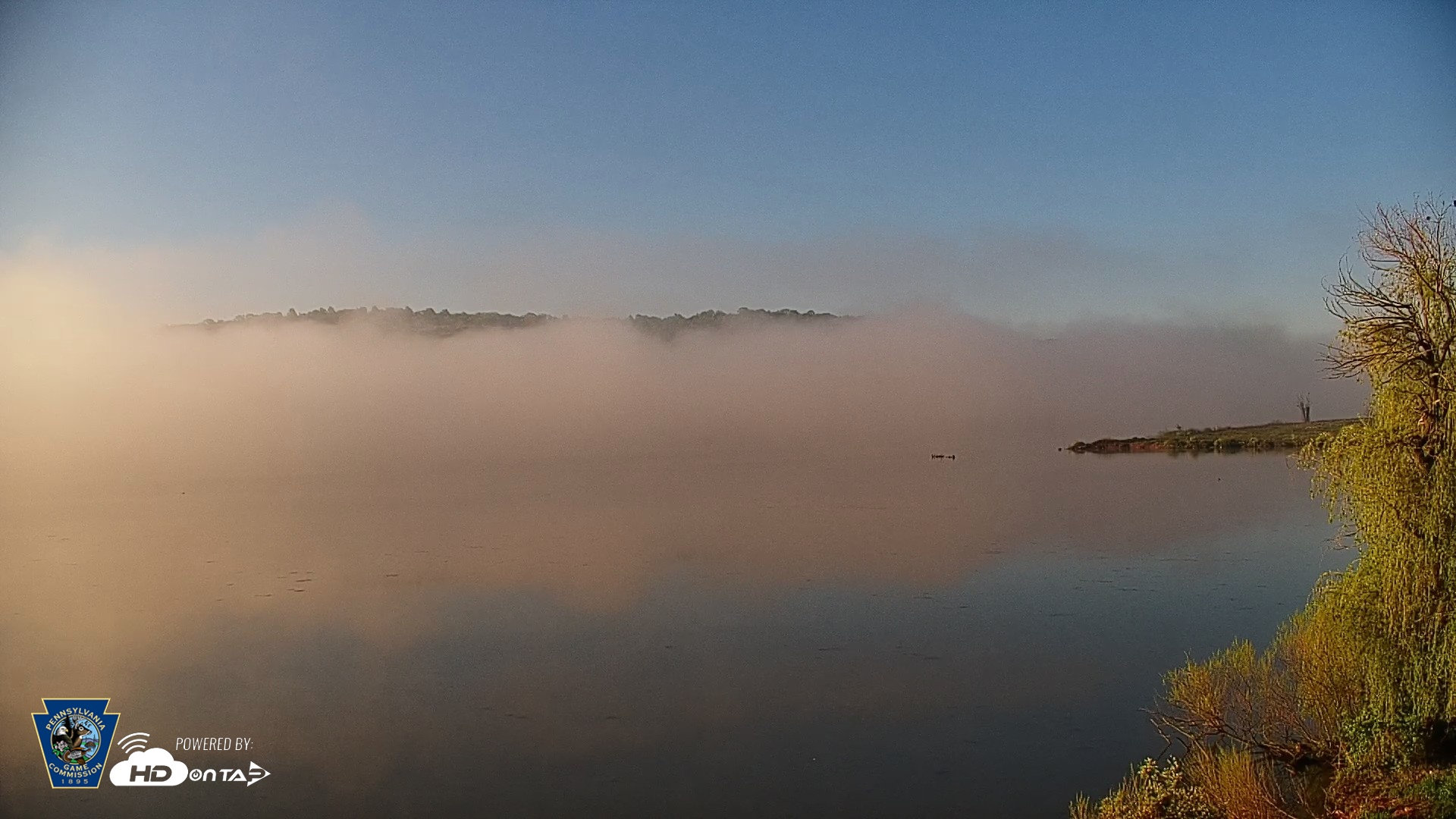 Snapshot of Pennsylvania Snow Geese Live Webcam taken Apr 27, 2026, 7:25am EDT