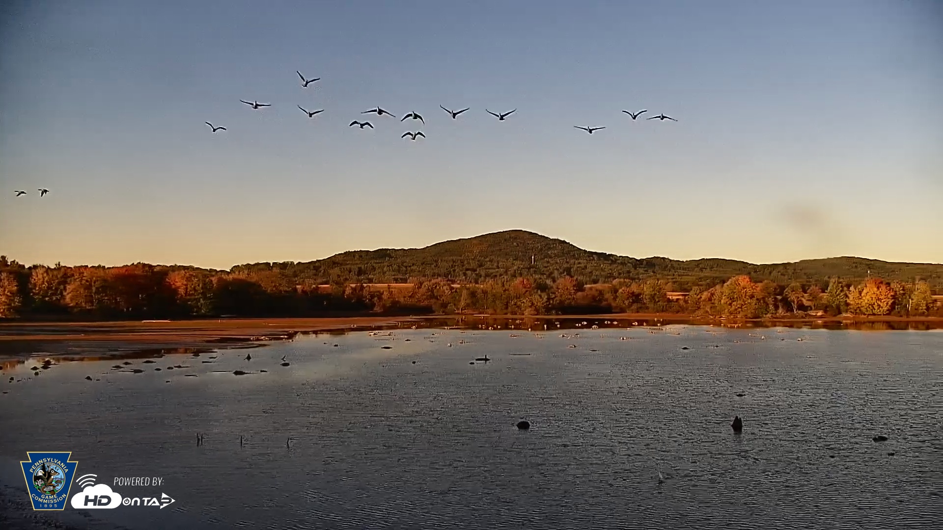 Snapshot of Pennsylvania Snow Geese Live Webcam taken Oct 9, 2025, 5:56pm EDT