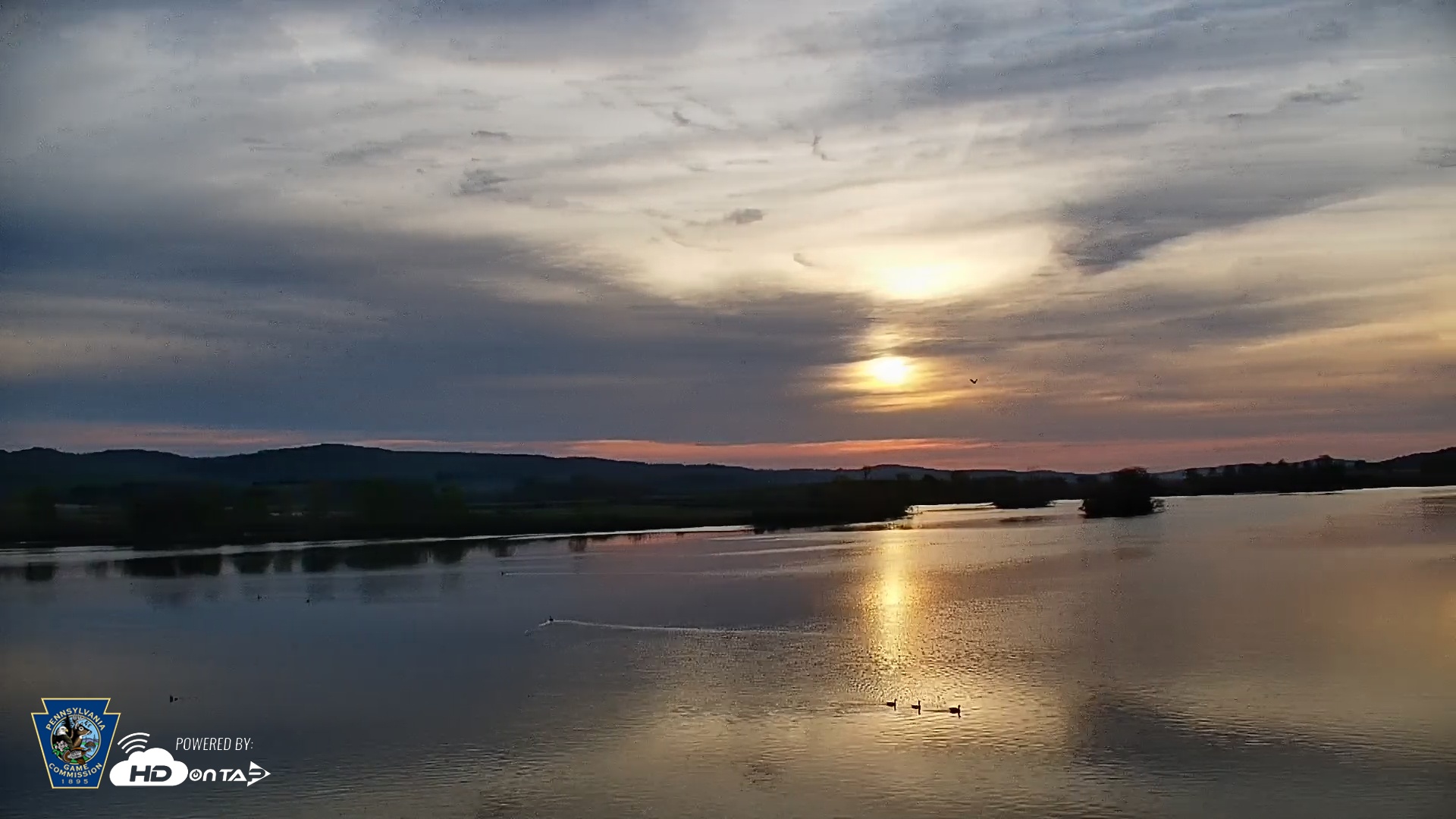 Snapshot of Pennsylvania Snow Geese Live Webcam taken Apr 25, 2025, 6:44am EDT