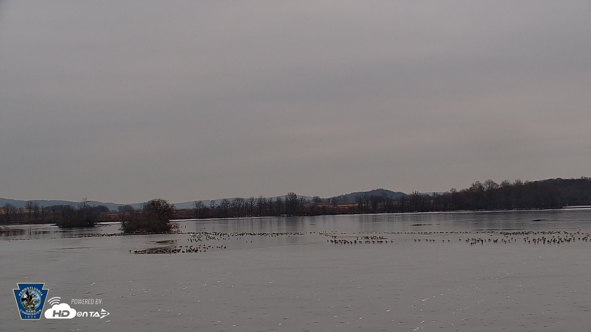 Snapshot of Pennsylvania Snow Geese Live Webcam taken Dec 7, 2025, 7:08am EST