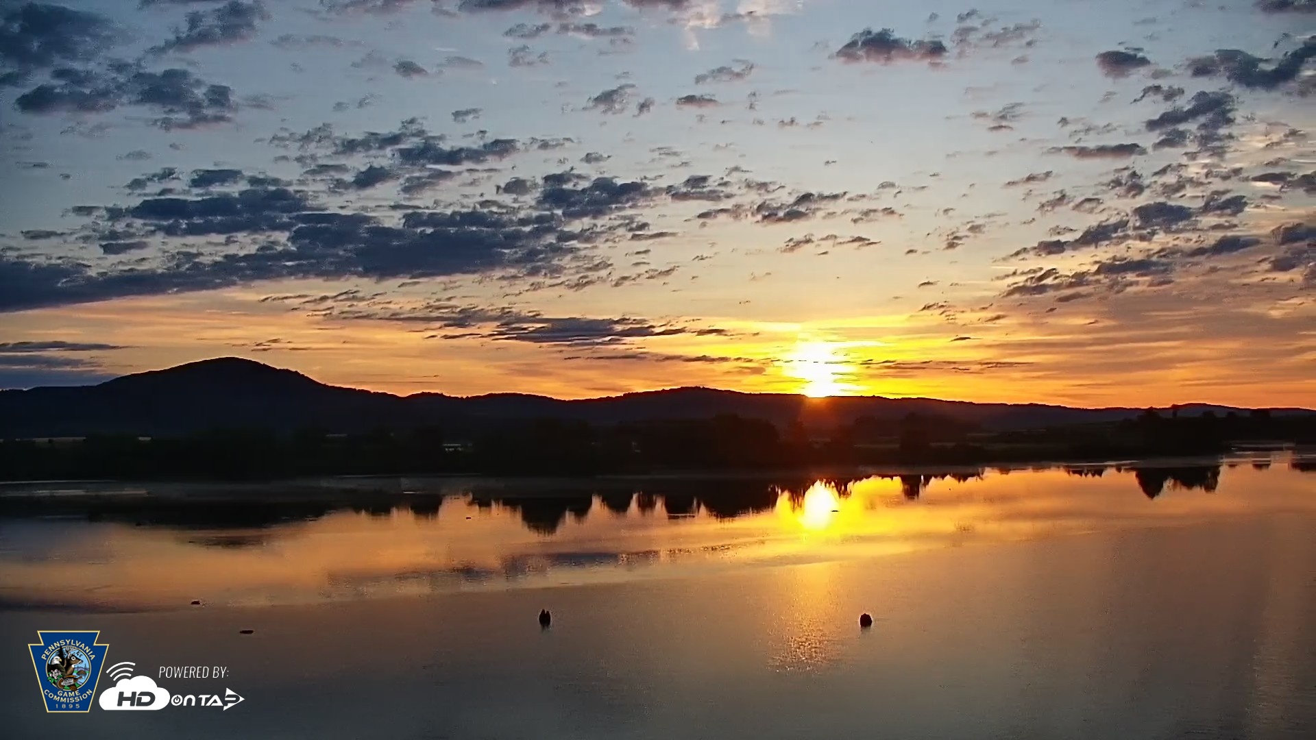 Snapshot of Pennsylvania Snow Geese Live Webcam taken Jun 25, 2026, 5:50am EDT