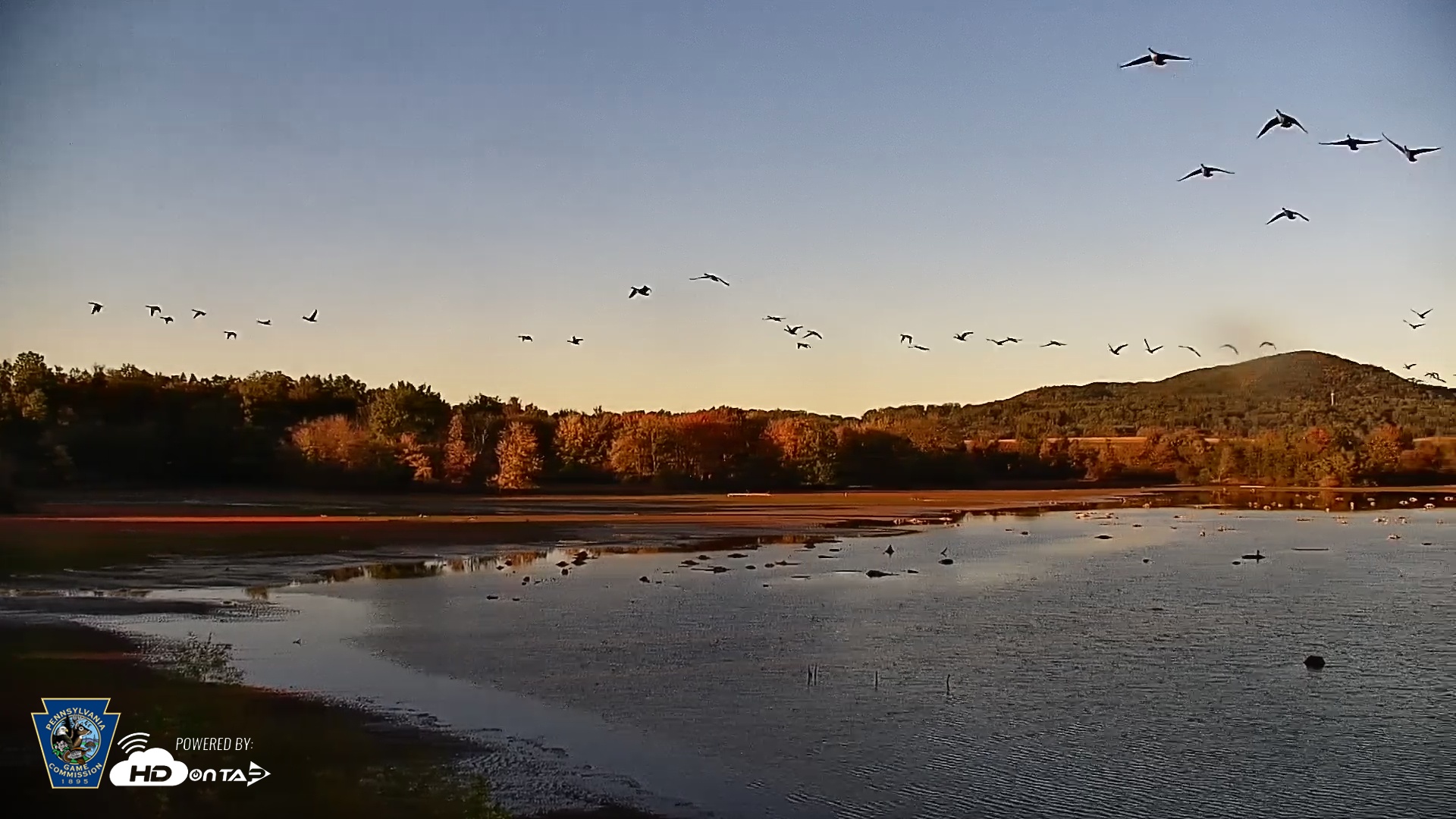 Snapshot of Pennsylvania Snow Geese Live Webcam taken Oct 9, 2025, 5:55pm EDT