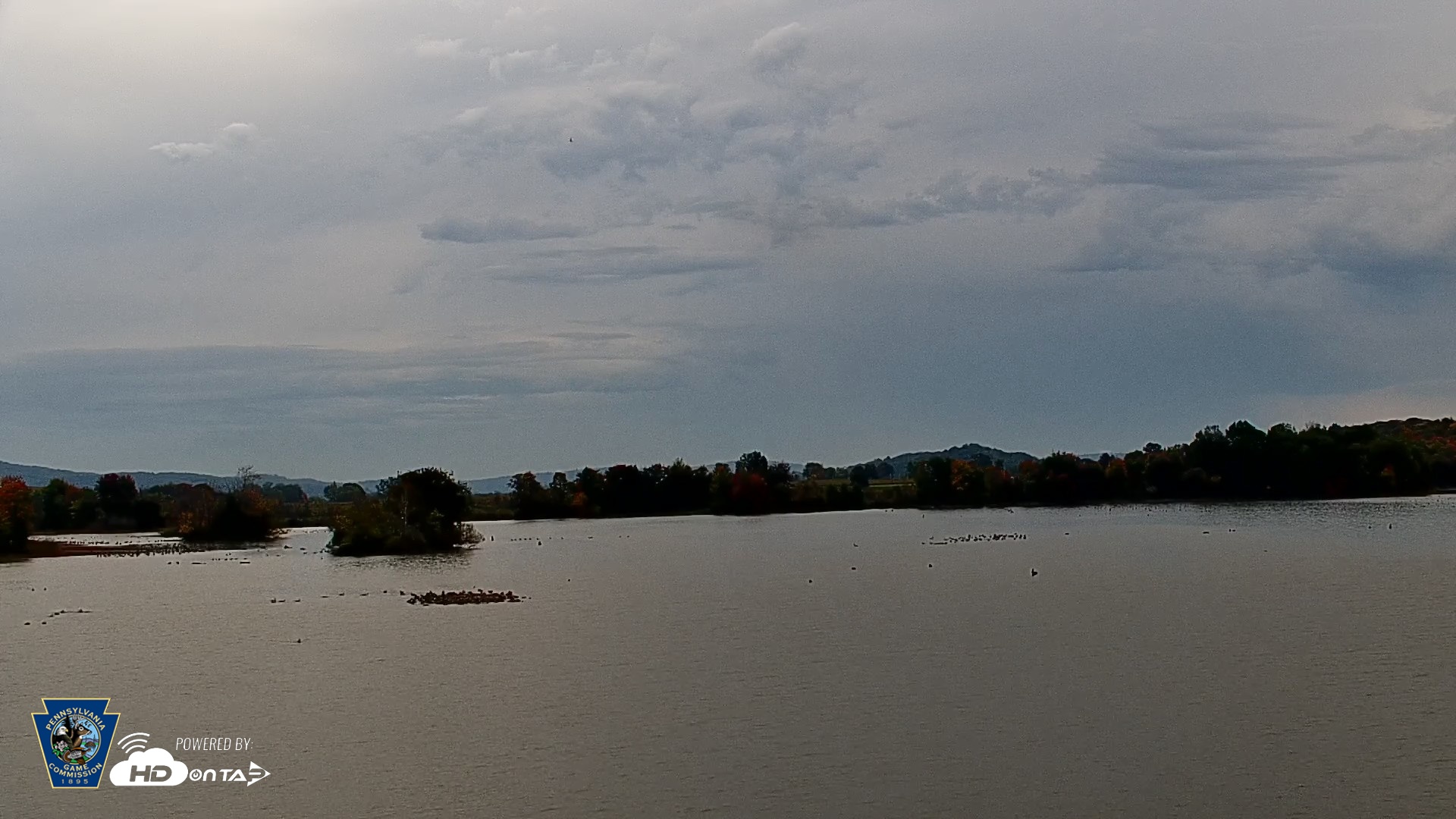 Snapshot of Pennsylvania Snow Geese Live Webcam taken Oct 14, 2026, 11:38am EDT