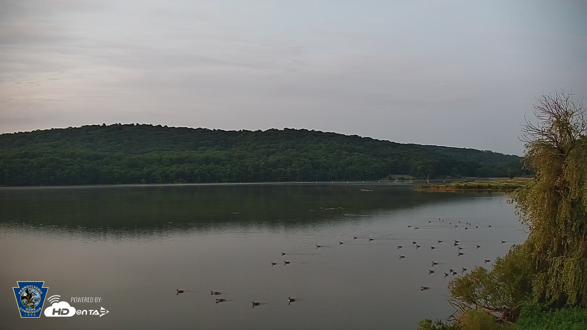 Snapshot of Pennsylvania Snow Geese Live Webcam taken Jun 17, 2026, 5:17am EDT