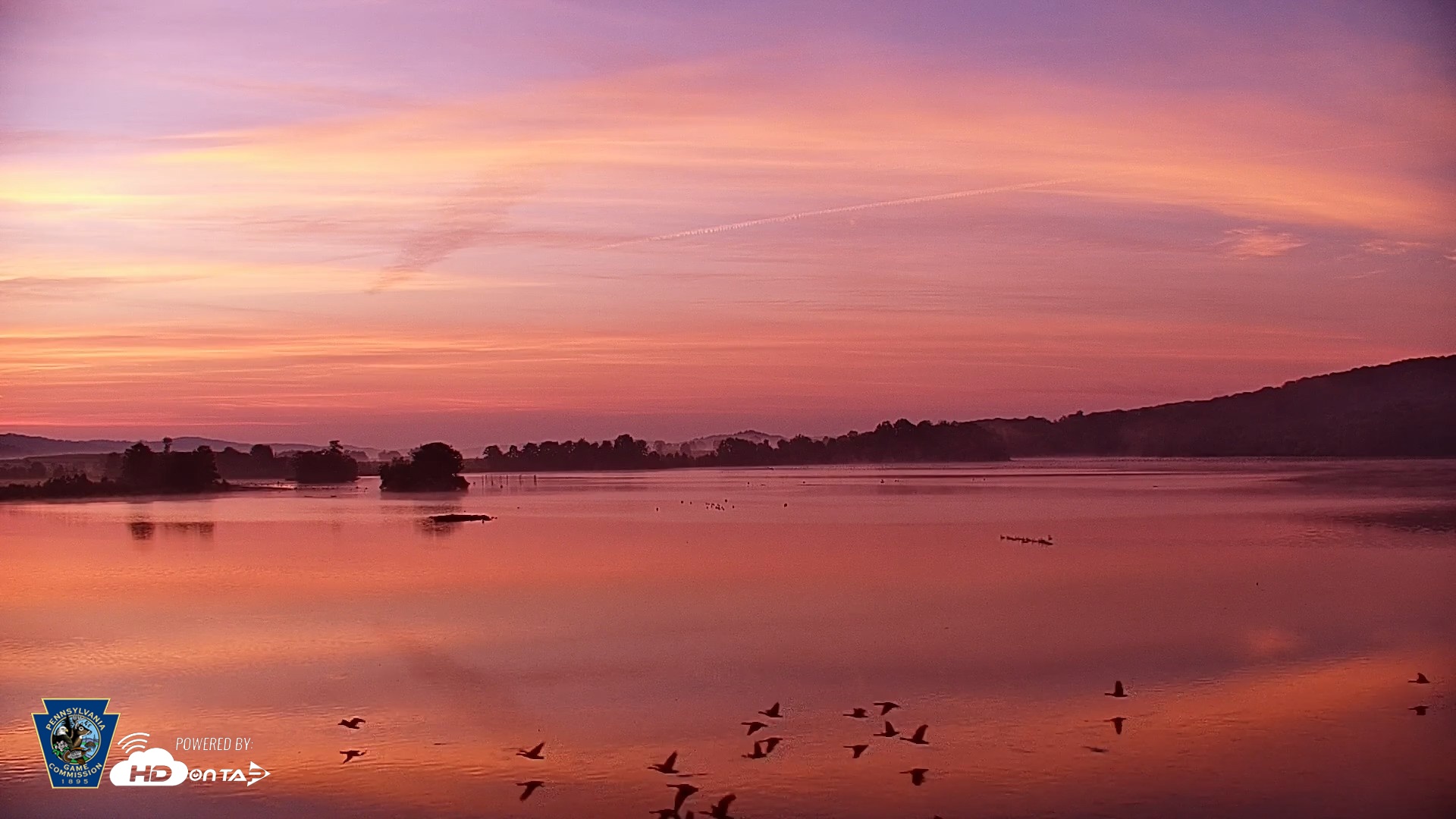 Snapshot of Pennsylvania Snow Geese Live Webcam taken Aug 1, 2026, 5:59am EDT