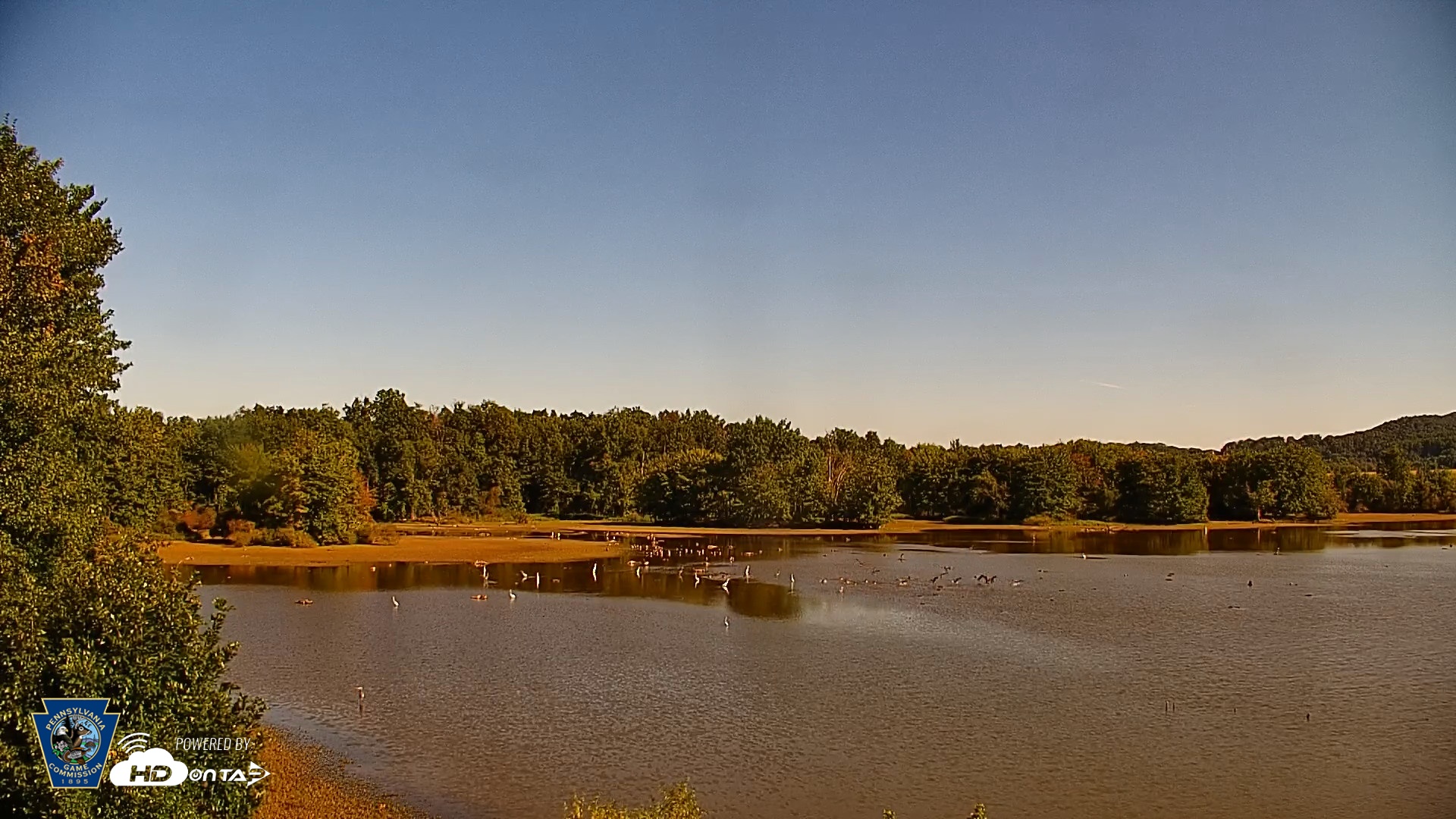 Snapshot of Pennsylvania Snow Geese Live Webcam taken Sep 7, 2026, 9:52am EDT