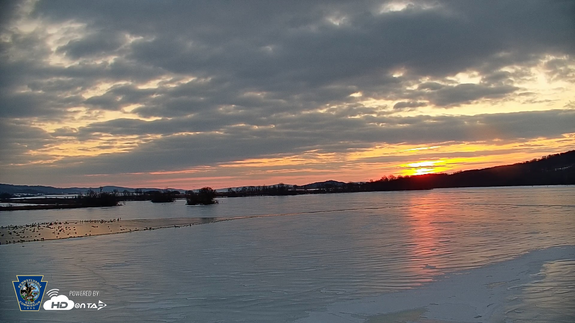 Snapshot of Pennsylvania Snow Geese Live Webcam taken Feb 11, 2026, 7:09am EST