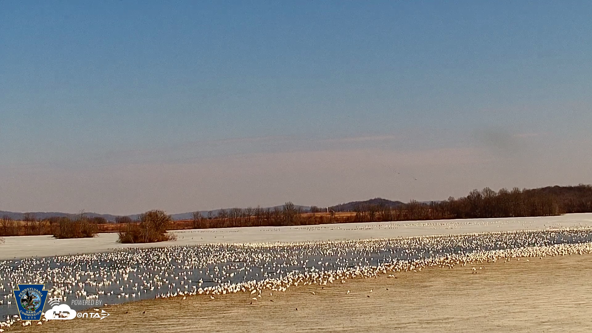 Snapshot of Pennsylvania Snow Geese Live Webcam taken Feb 28, 2026, 1:59pm EST