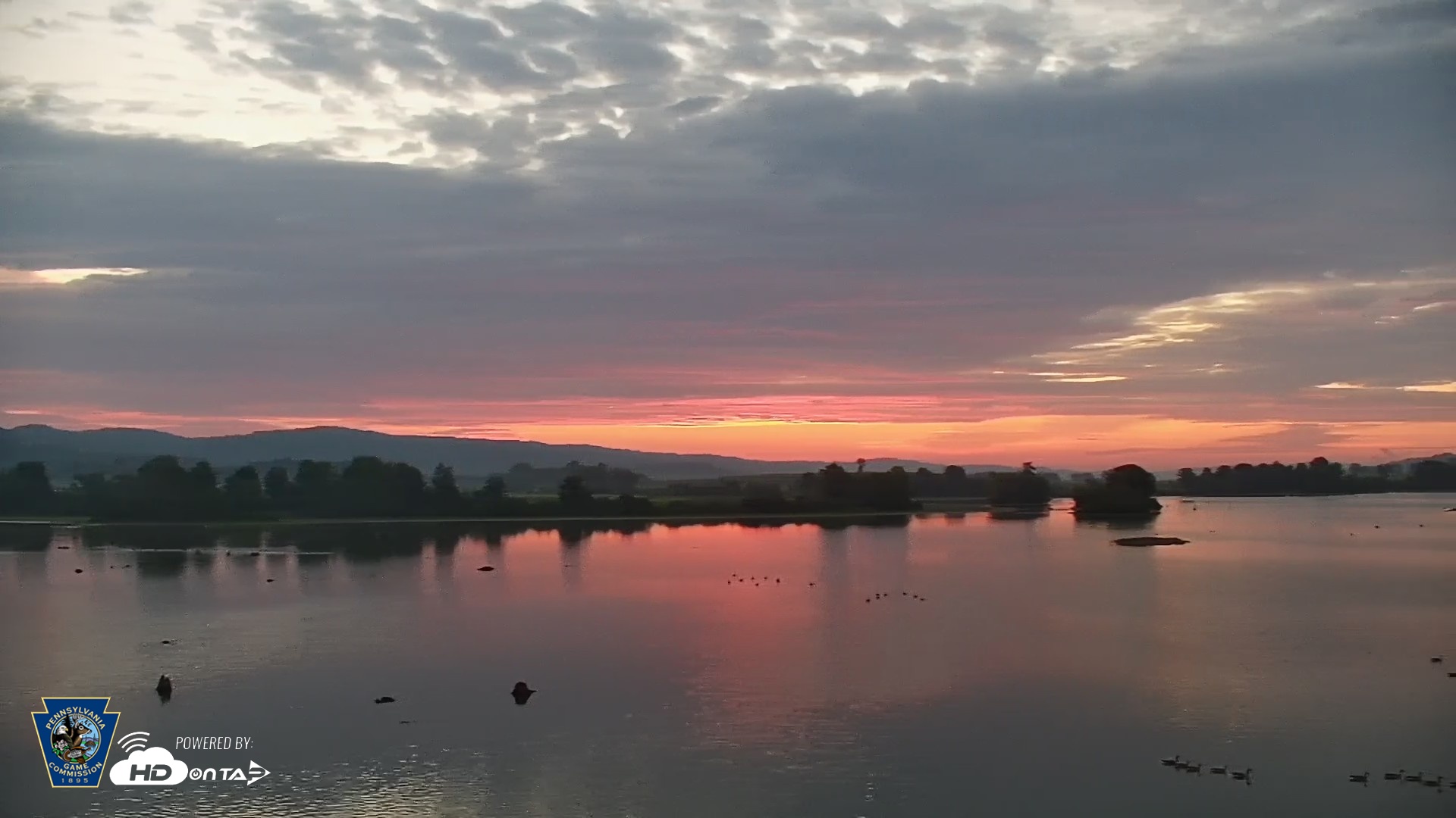 Snapshot of Pennsylvania Snow Geese Live Webcam taken Aug 20, 2026, 6:15am EDT