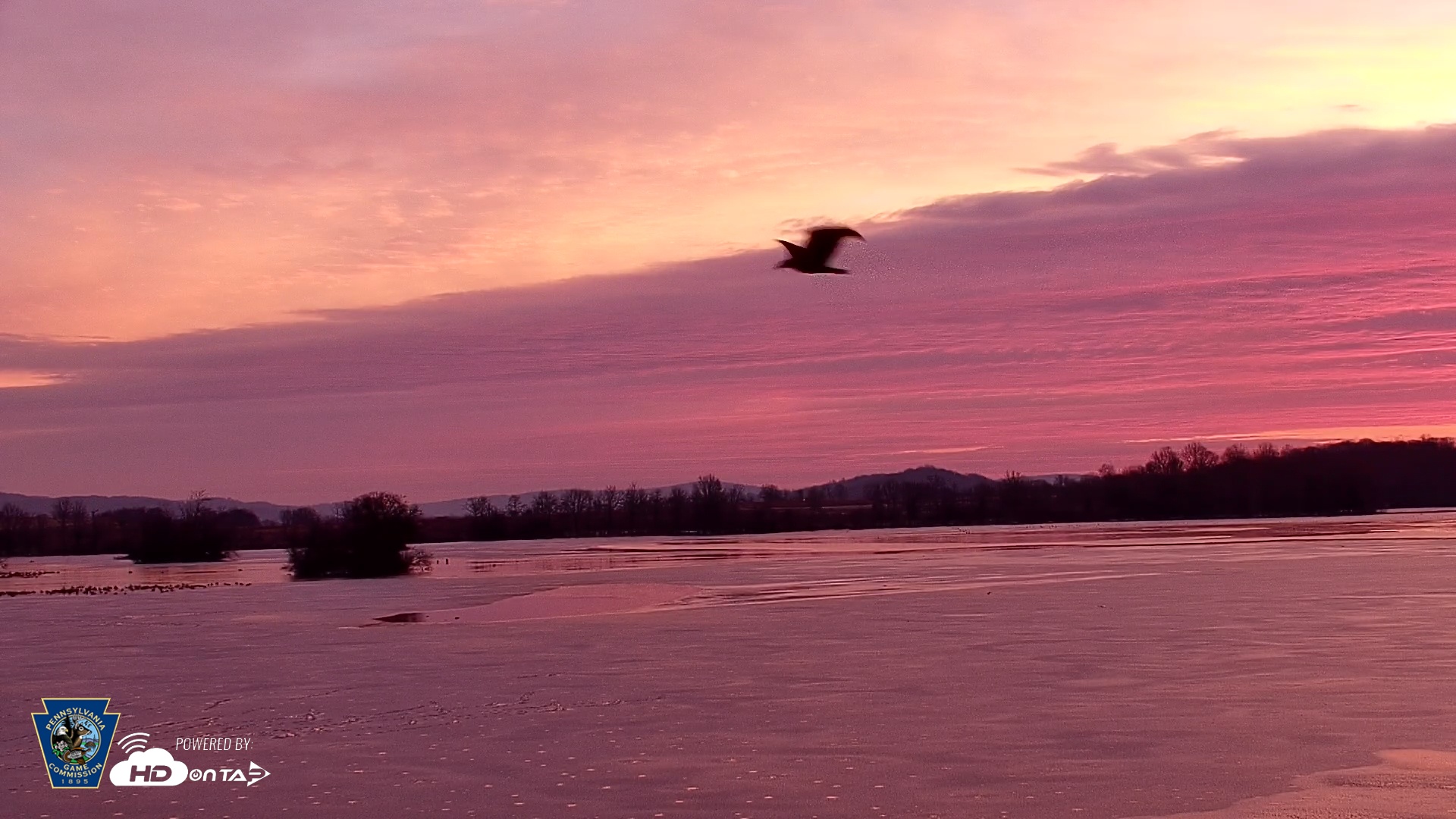Snapshot of Pennsylvania Snow Geese Live Webcam taken Dec 4, 2025, 7:04am EST