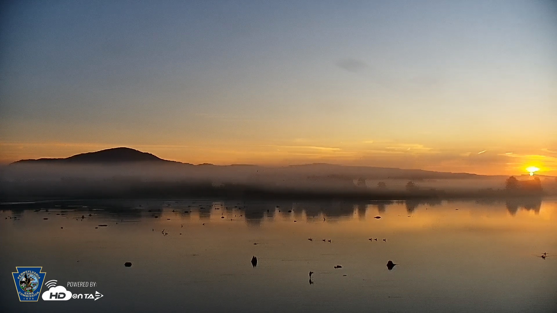 Snapshot of Pennsylvania Snow Geese Live Webcam taken Aug 26, 2026, 6:33am EDT