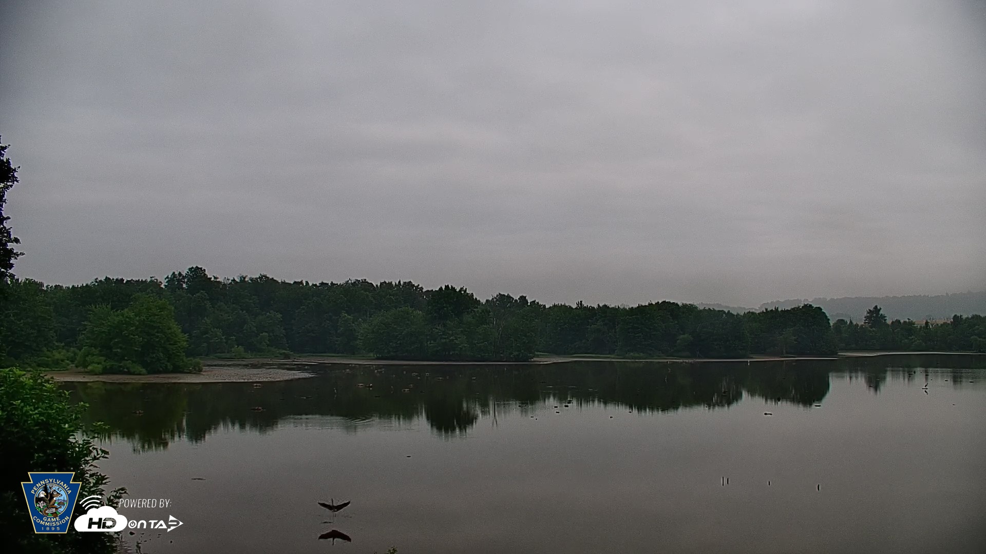 Snapshot of Pennsylvania Snow Geese Live Webcam taken Jun 28, 2026, 6:28am EDT