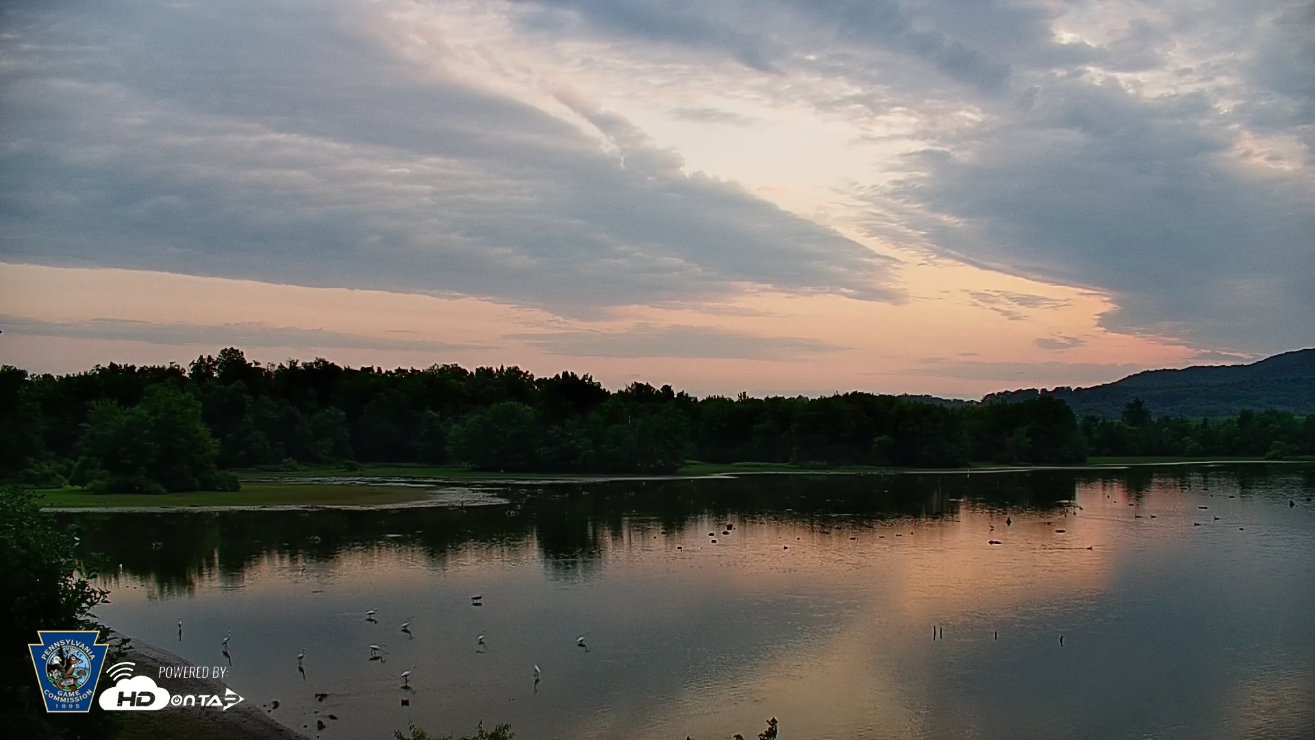 Snapshot of Pennsylvania Snow Geese Live Webcam taken Jul 22, 2026, 6:16am EDT