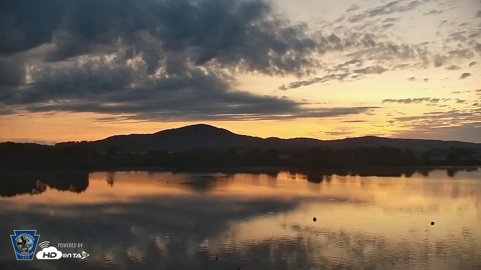 Snapshot of Pennsylvania Snow Geese Live Webcam taken Jun 17, 2026, 5:15am EDT