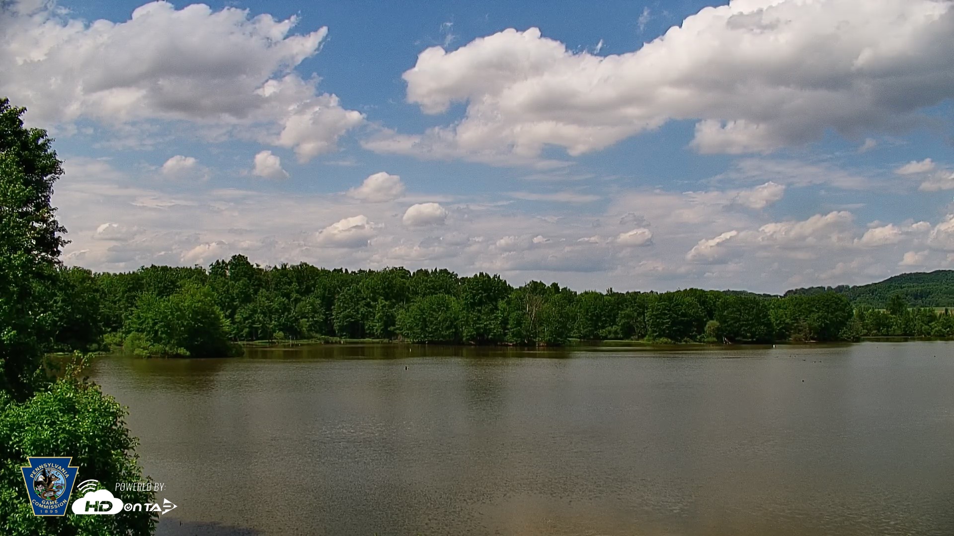 Snapshot of Pennsylvania Snow Geese Live Webcam taken May 20, 2026, 2:41pm EDT