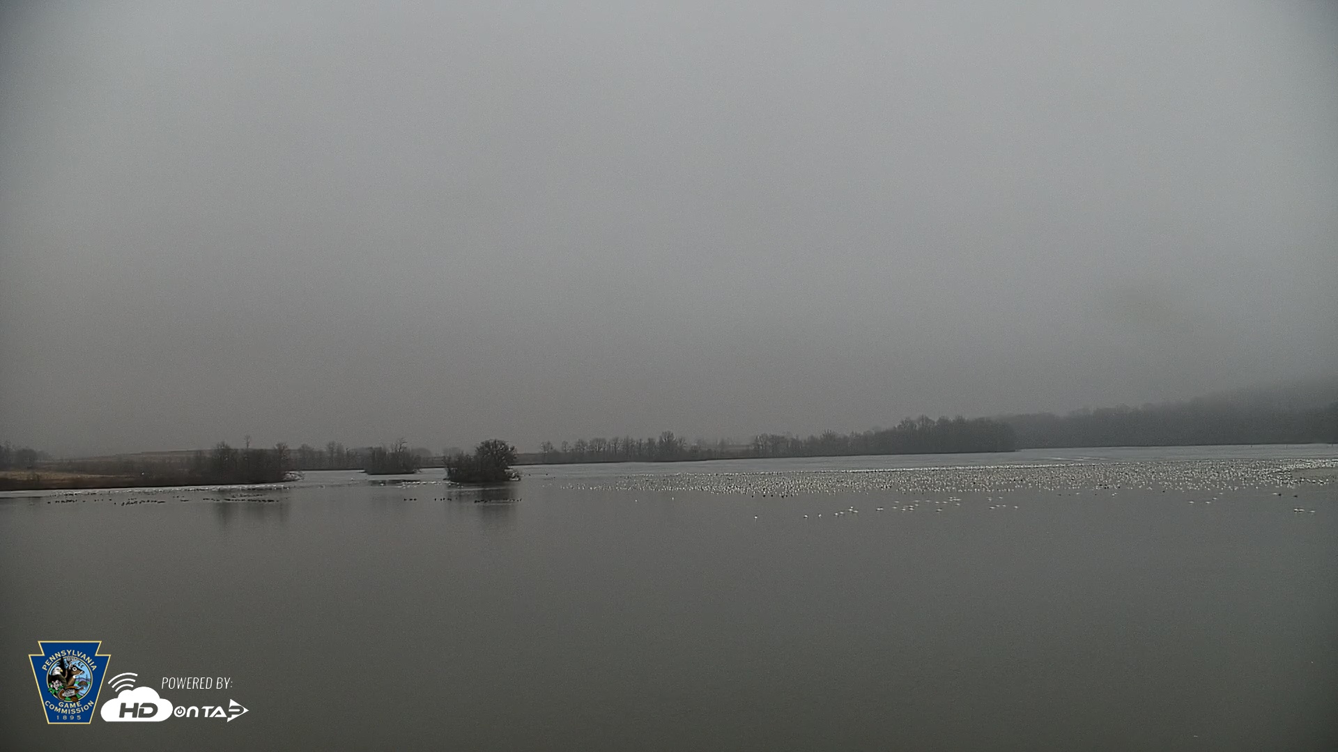 Snapshot of Pennsylvania Snow Geese Live Webcam taken Mar 7, 2026, 5:36pm EST