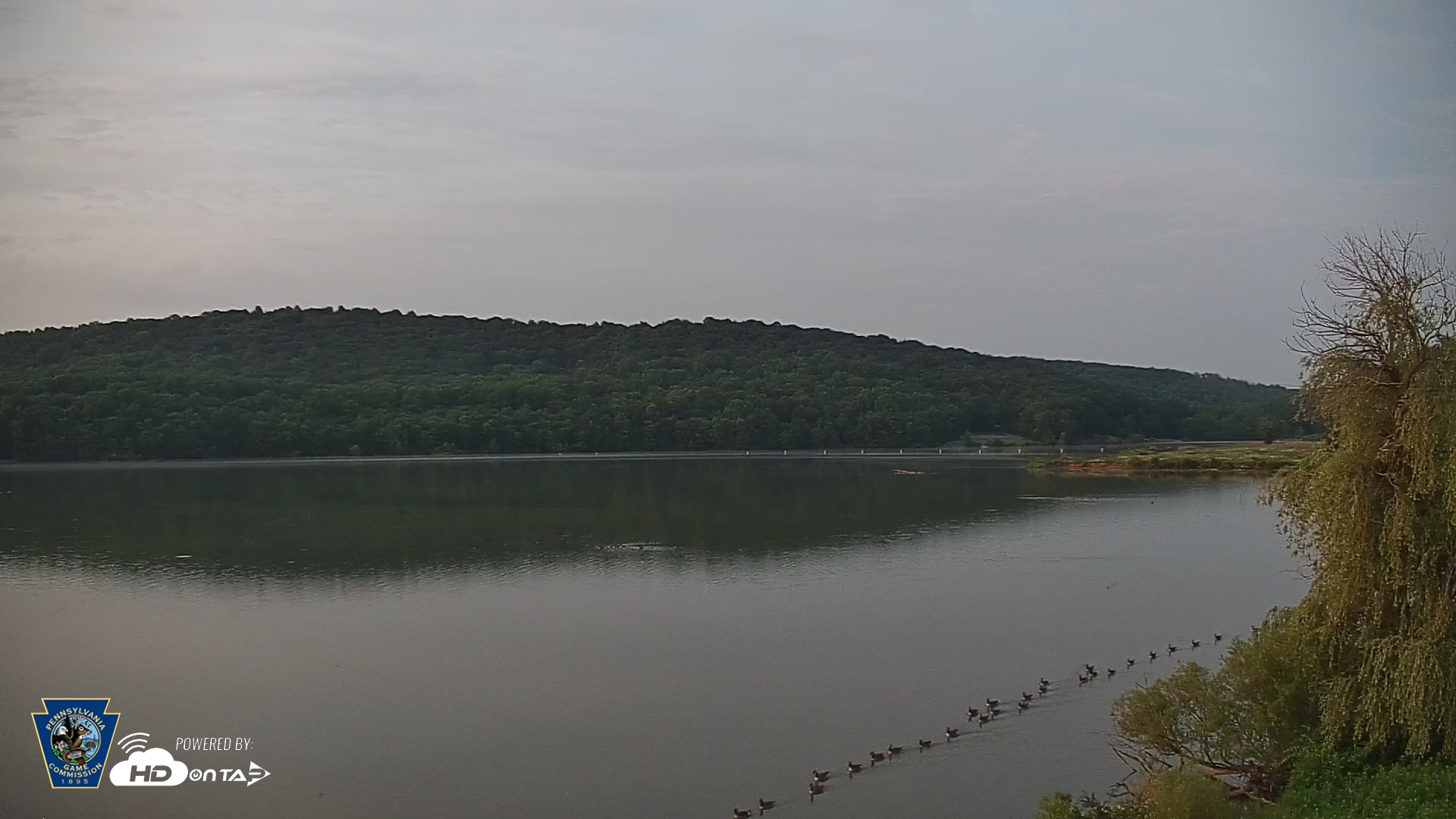 Snapshot of Pennsylvania Snow Geese Live Webcam taken Jun 17, 2026, 5:13am EDT